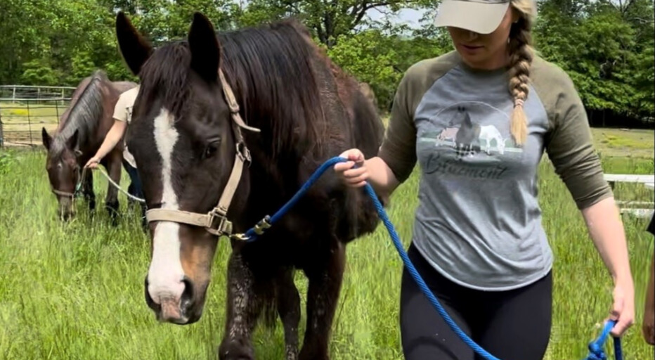 Abused Racehorse Saved From Euthanasia Finally Finds Her Forever Home
