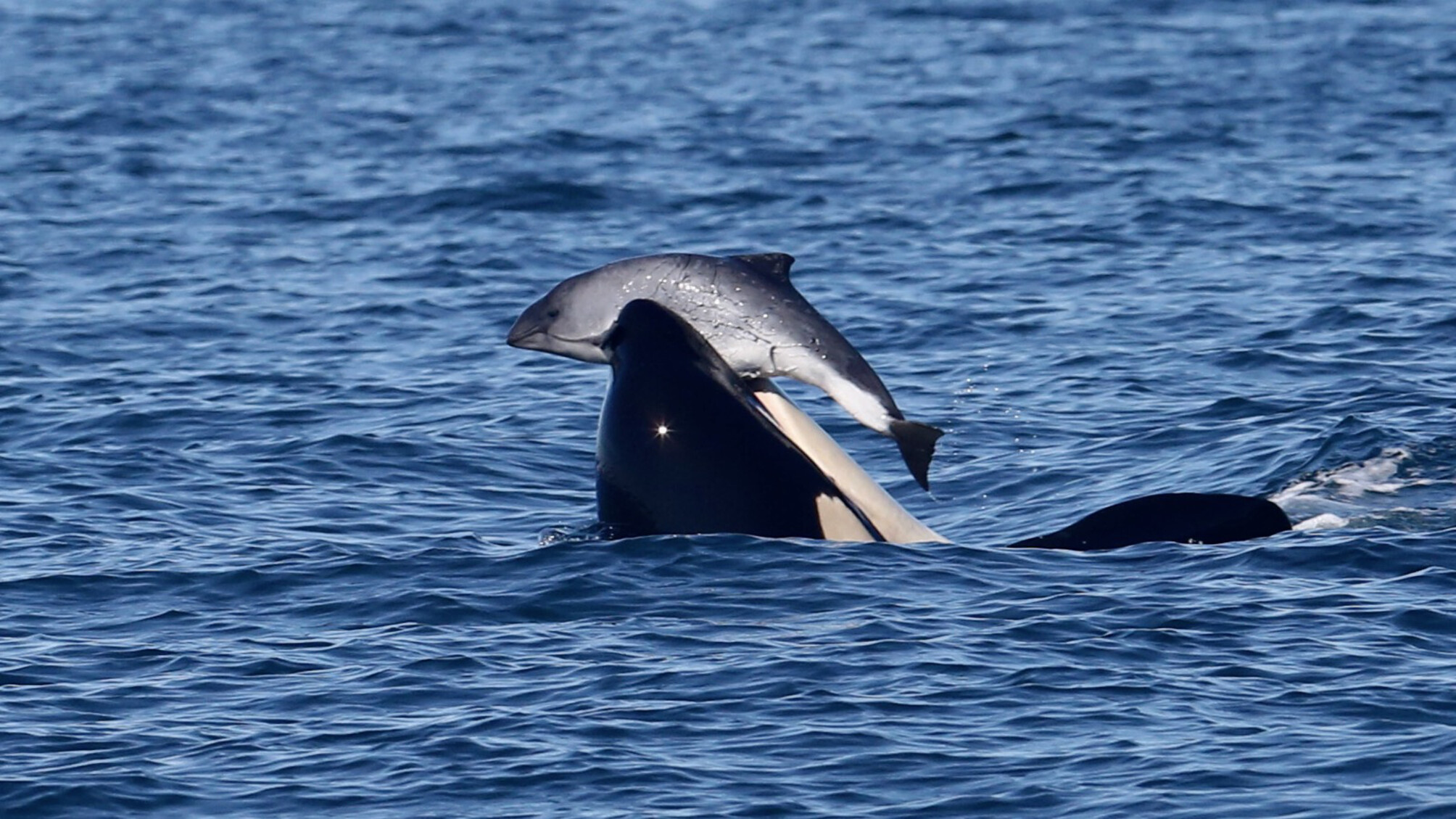 orcas-are-killing-porpoises-but-not-eating-them-middle-east