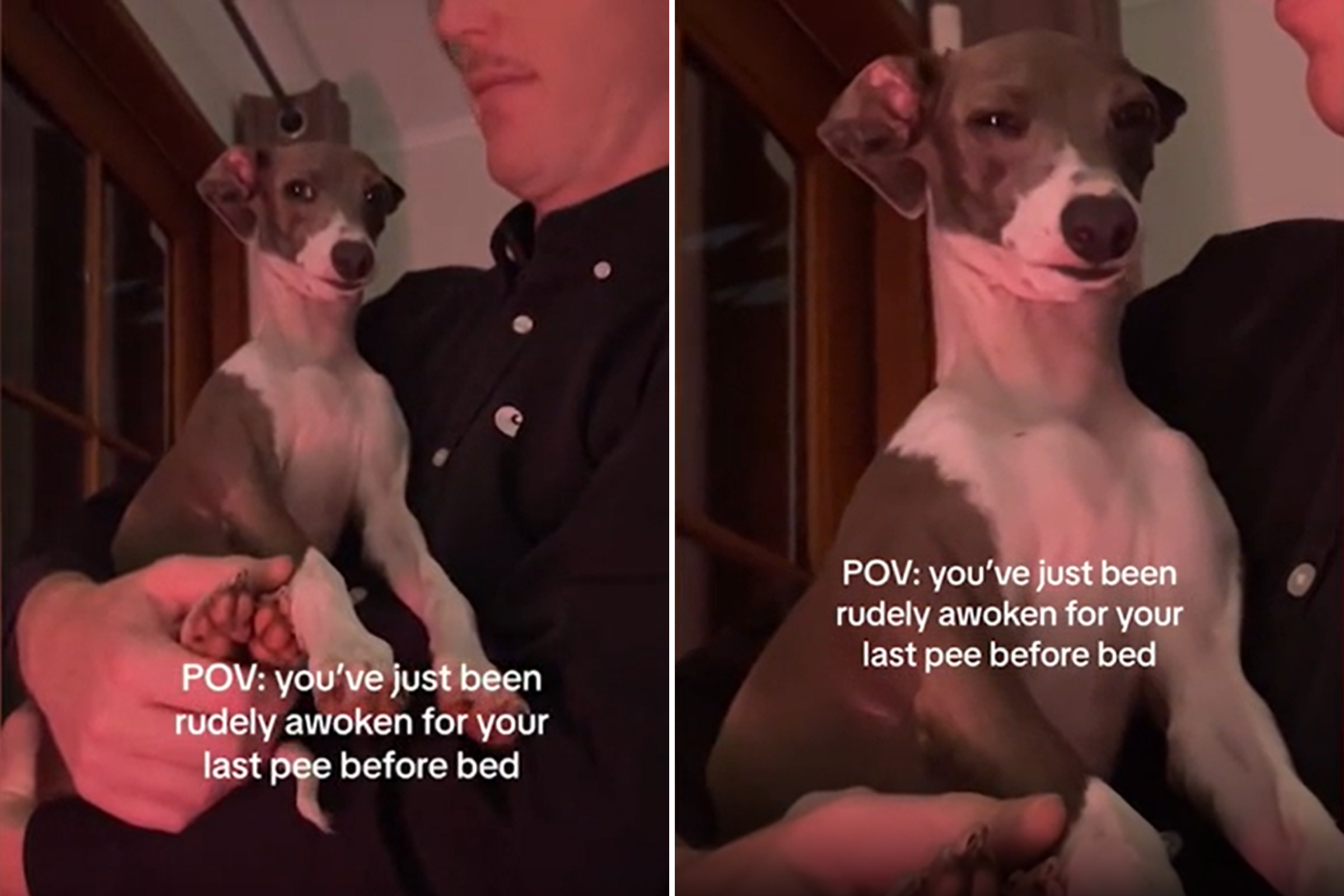 Laughter at Dog’s Angry Face After Being ‘Rudely Awoken’ to Go Outside