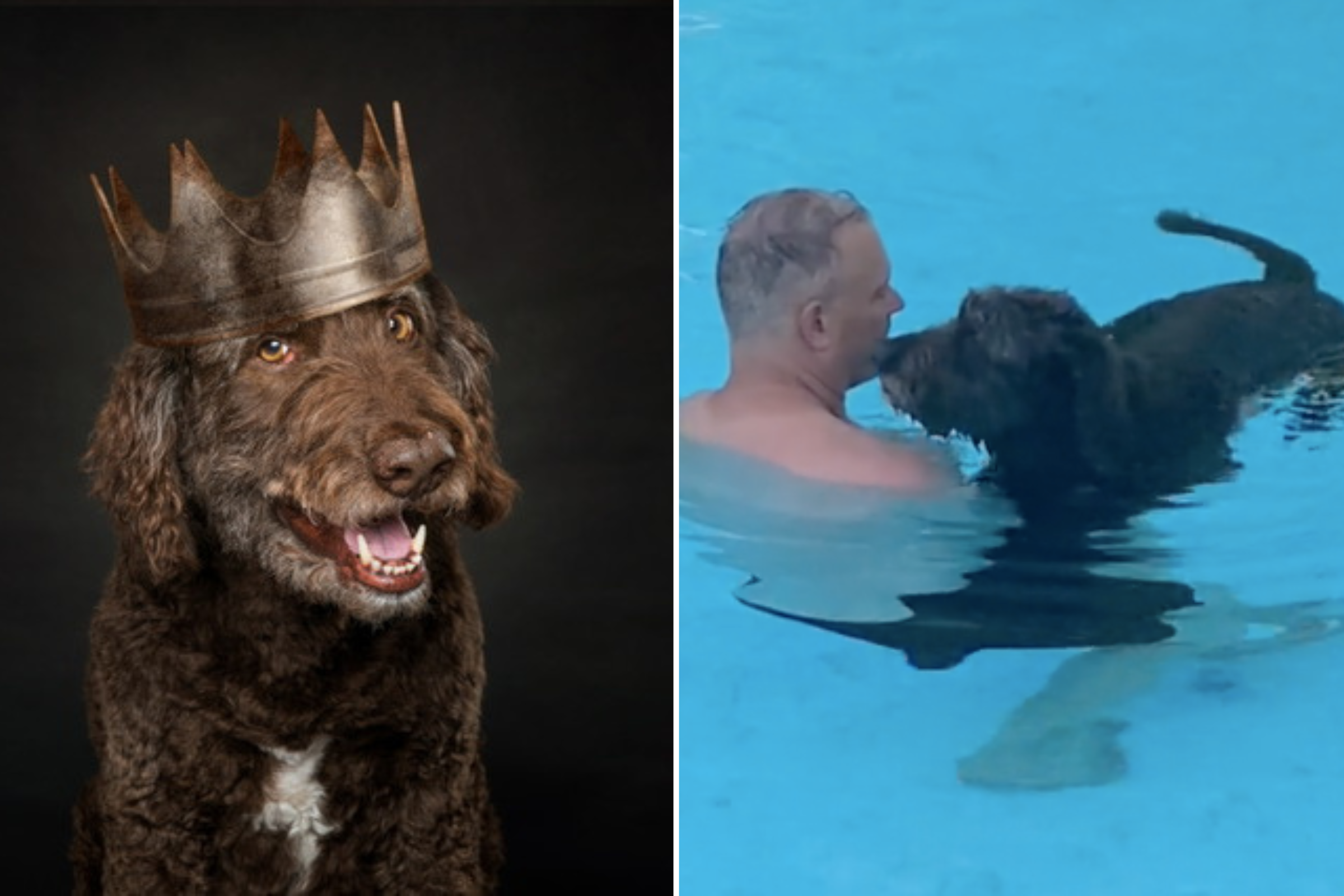Un chien « gâté » qui adore nager avec son propriétaire dans la piscine remporte le titre d’animal de compagnie de la semaine