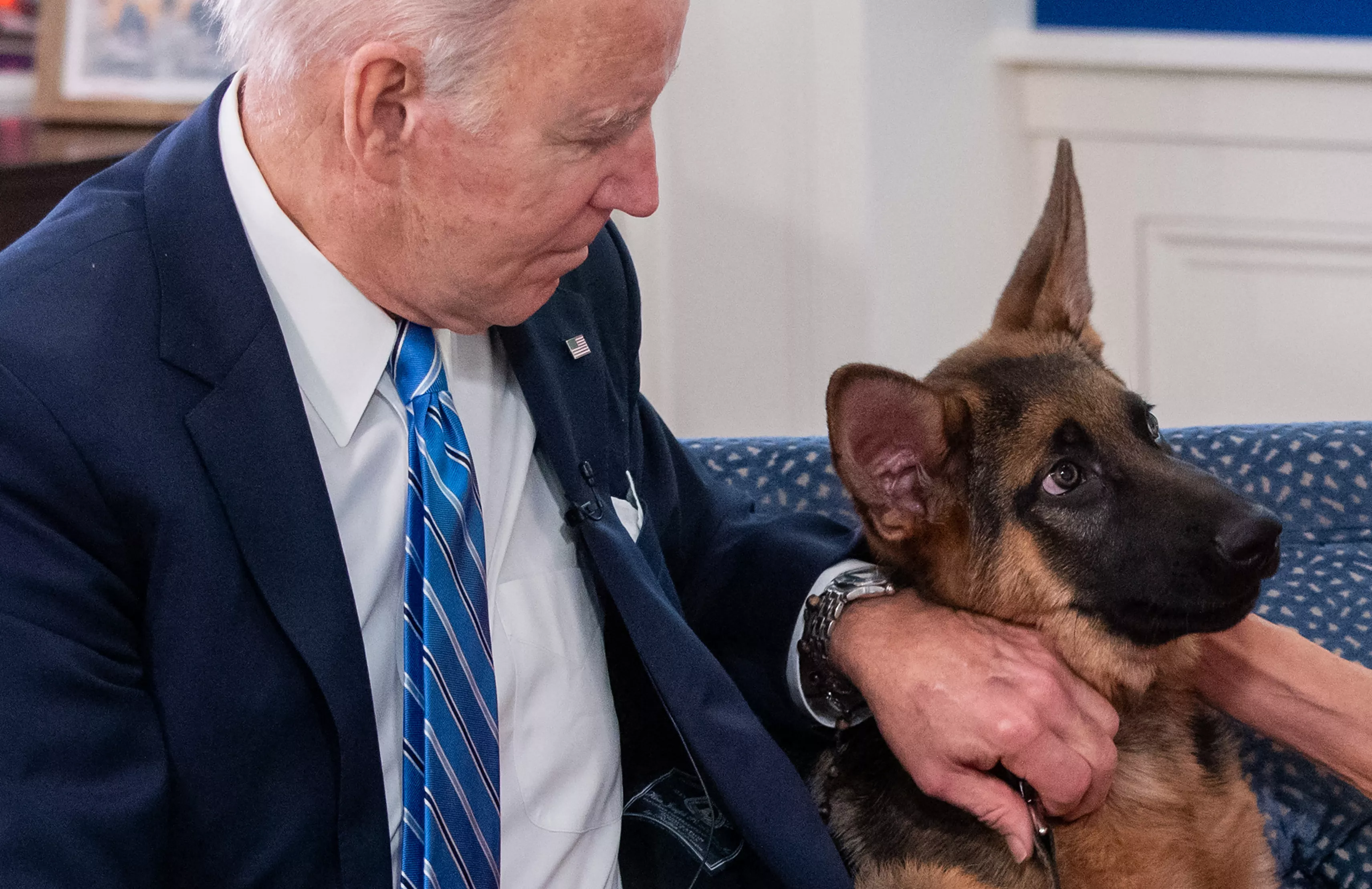 The Legal Reason Biden's Dog Commander Keeps Biting People With Impunity - Vimarsana News