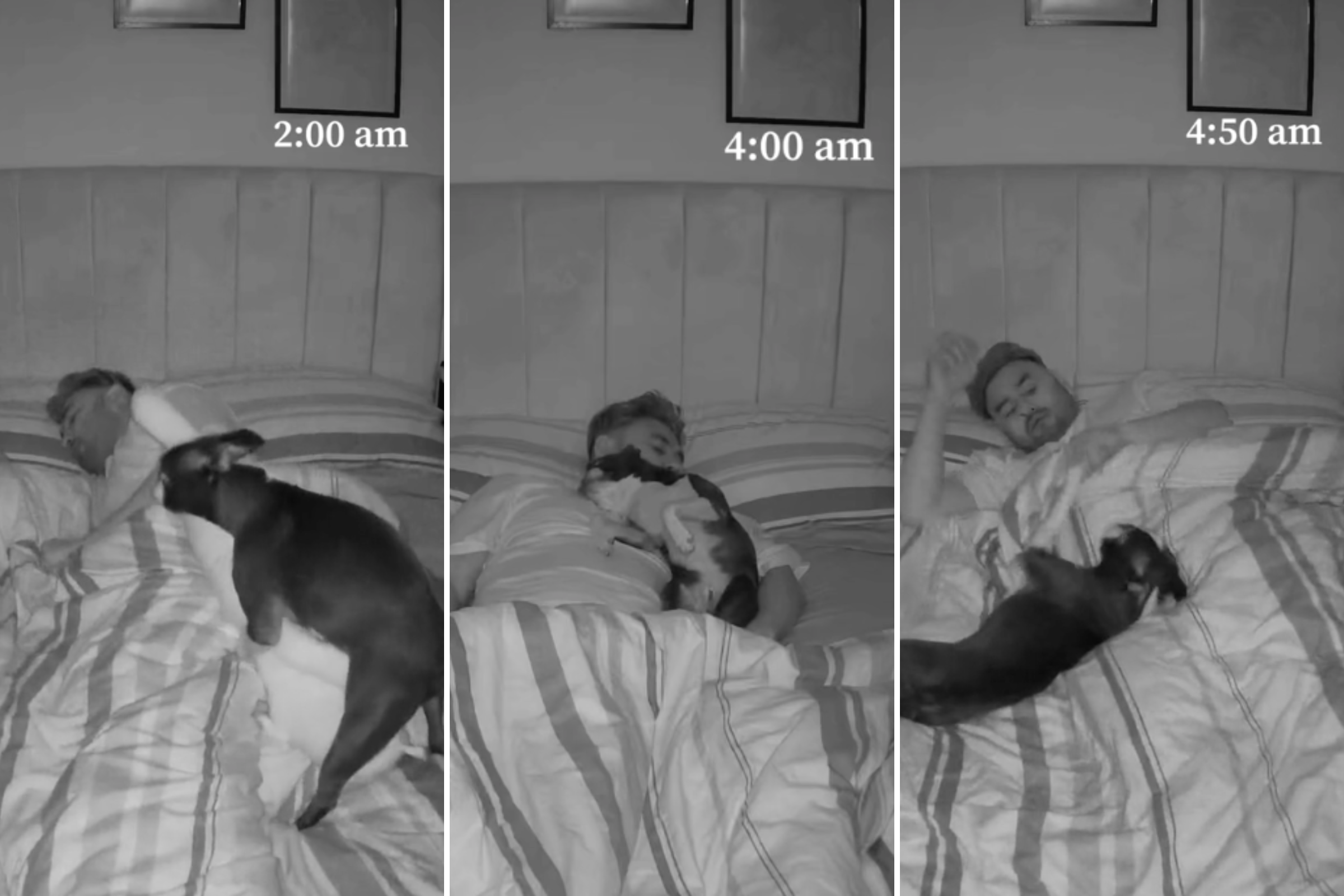 Man Decides To Film What His Dog Does At Night the Results Are Man Decides To Film What His Dog Does At Night the Results Are