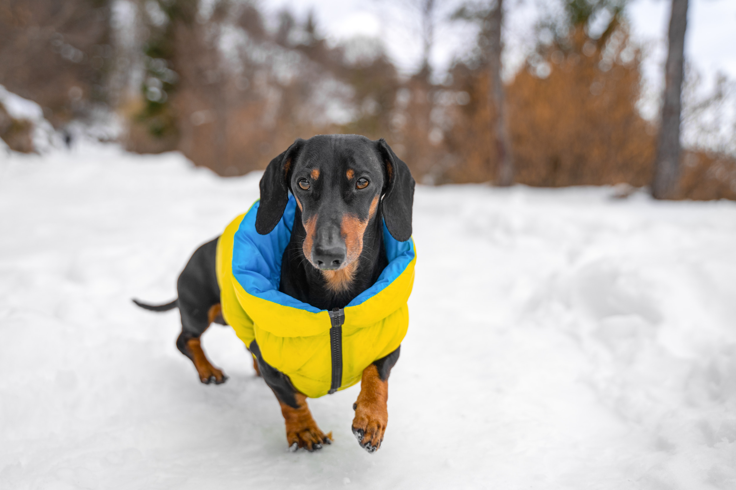 Dachshund Refusing to Go Out in the Cold Has Internet in Stitches ...