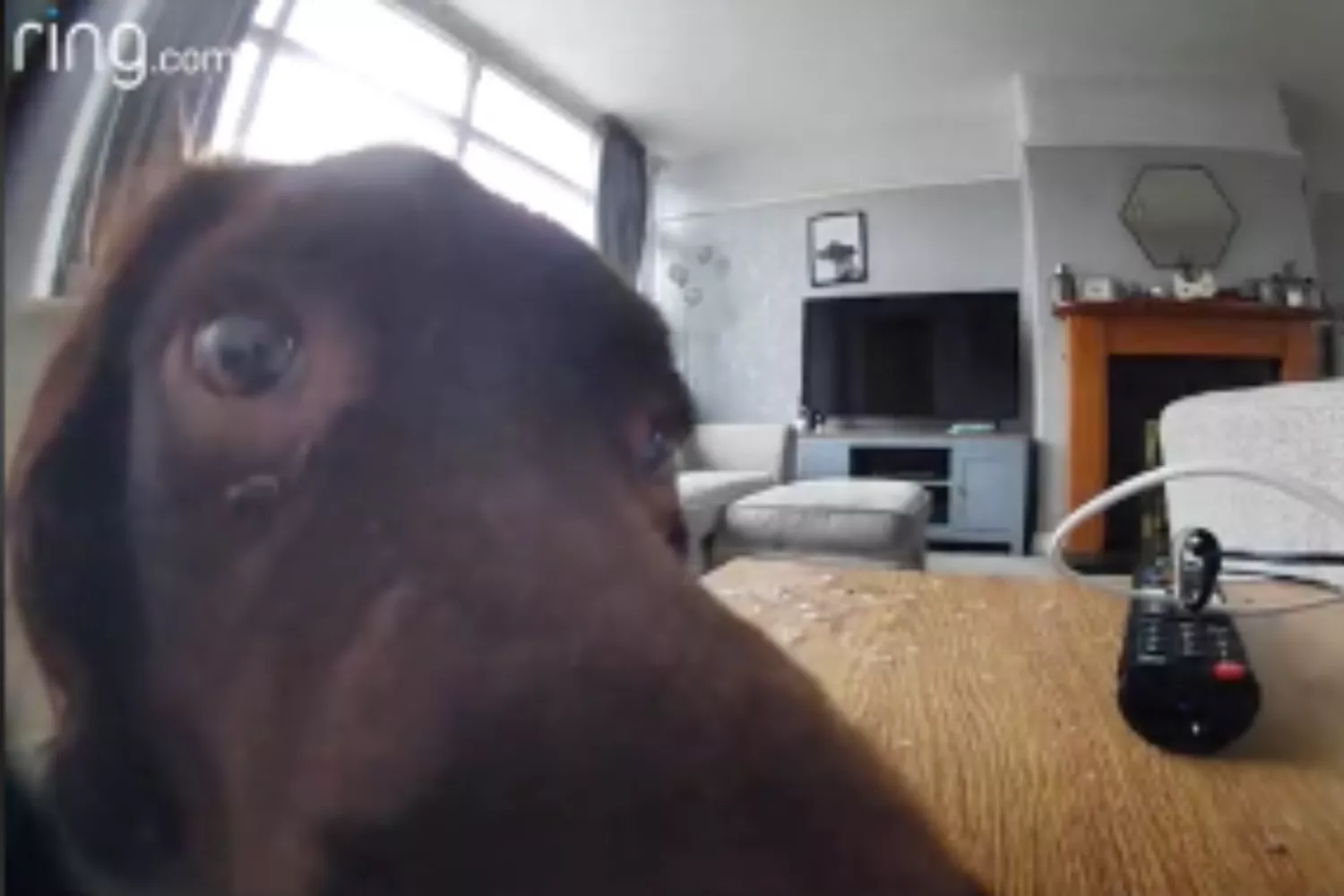 Dog Owners Get 'Cutest Notification' After Leaving Camera Unattended - Vimarsana News