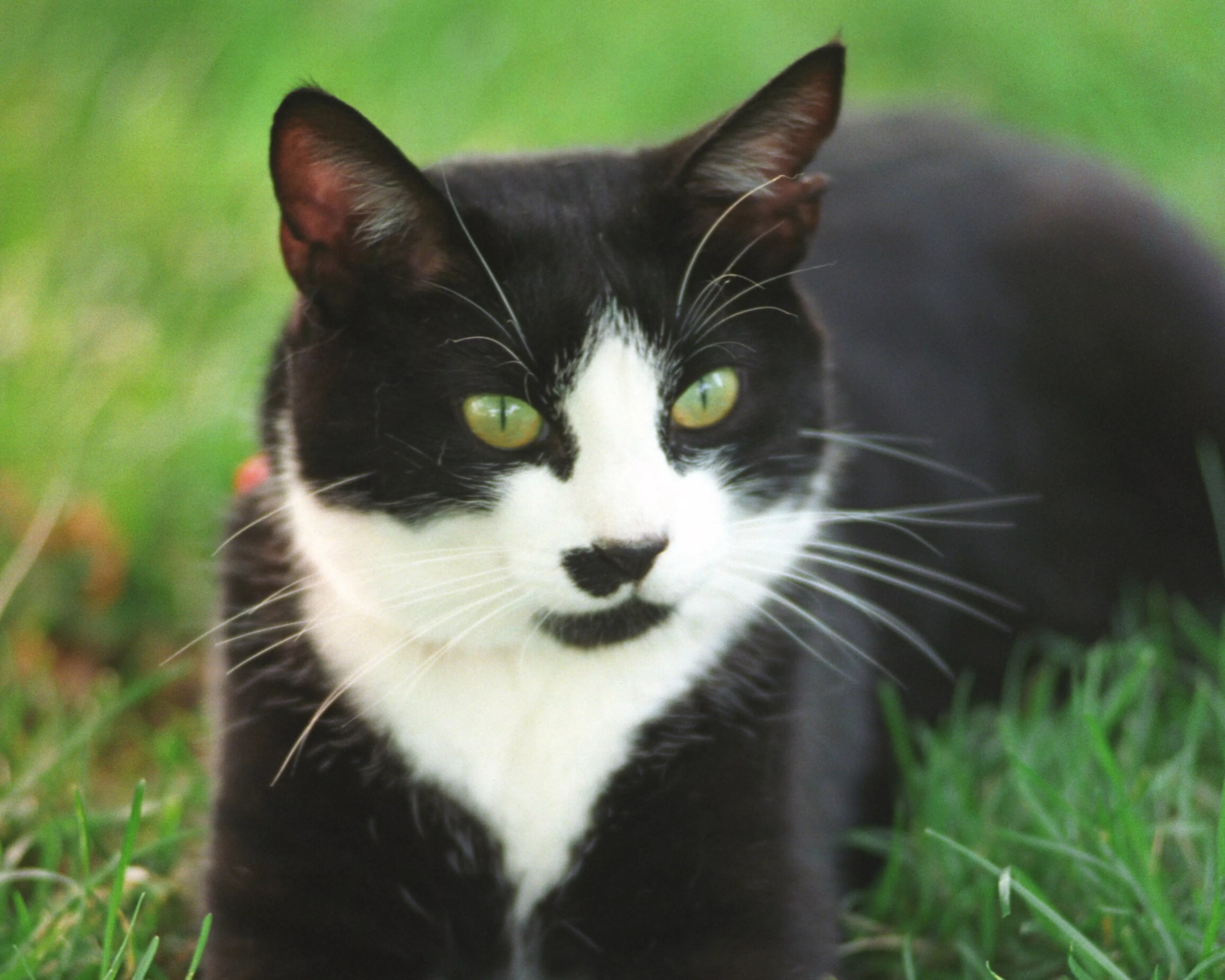 Cat Owner Pleads For Help After Lyft Driver Takes Off With Pet Still Inside - Vimarsana News
