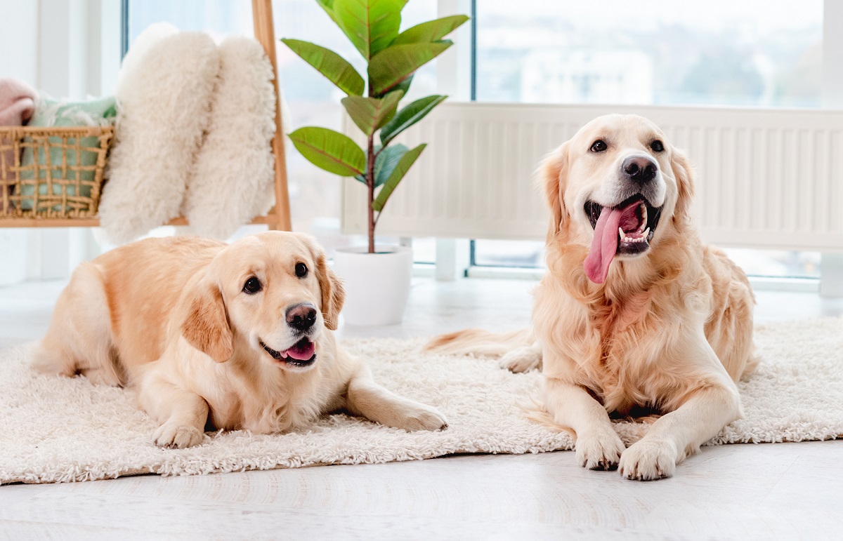 Difference Between Two Goldens at Bedtime Leaves Internet in Stitches