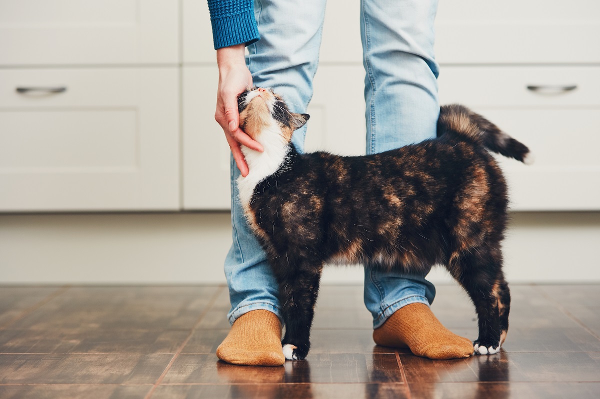 Mama cat begging human to guard her litter of kittens melts hearts online