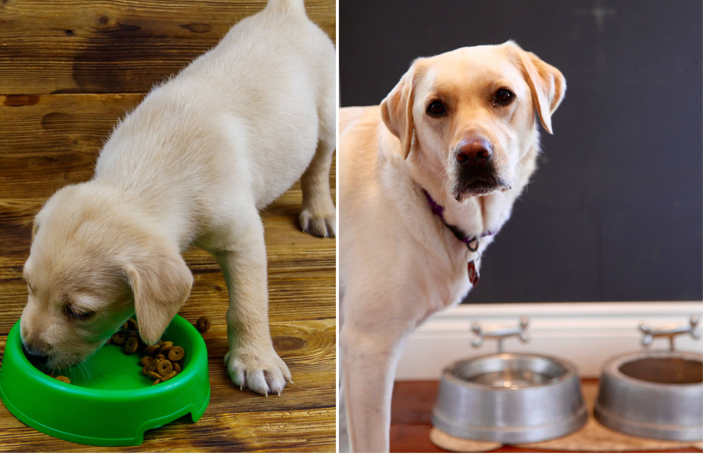 Labrador eating outlet food