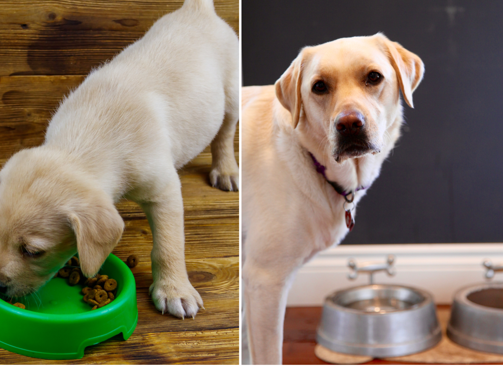 Golden Retriever Judging Puppy s Unusual Way of Eating Delights