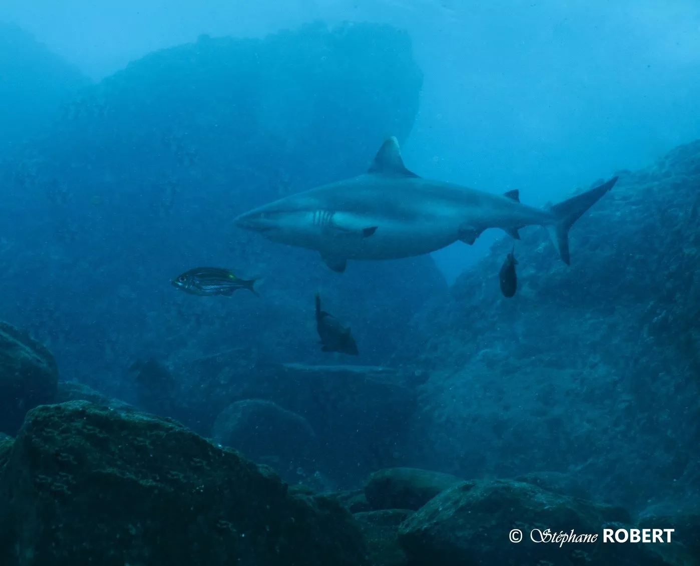 Pregnant Shark Spotted in the Wild Sporting 'Big and Round' Belly - Vimarsana News