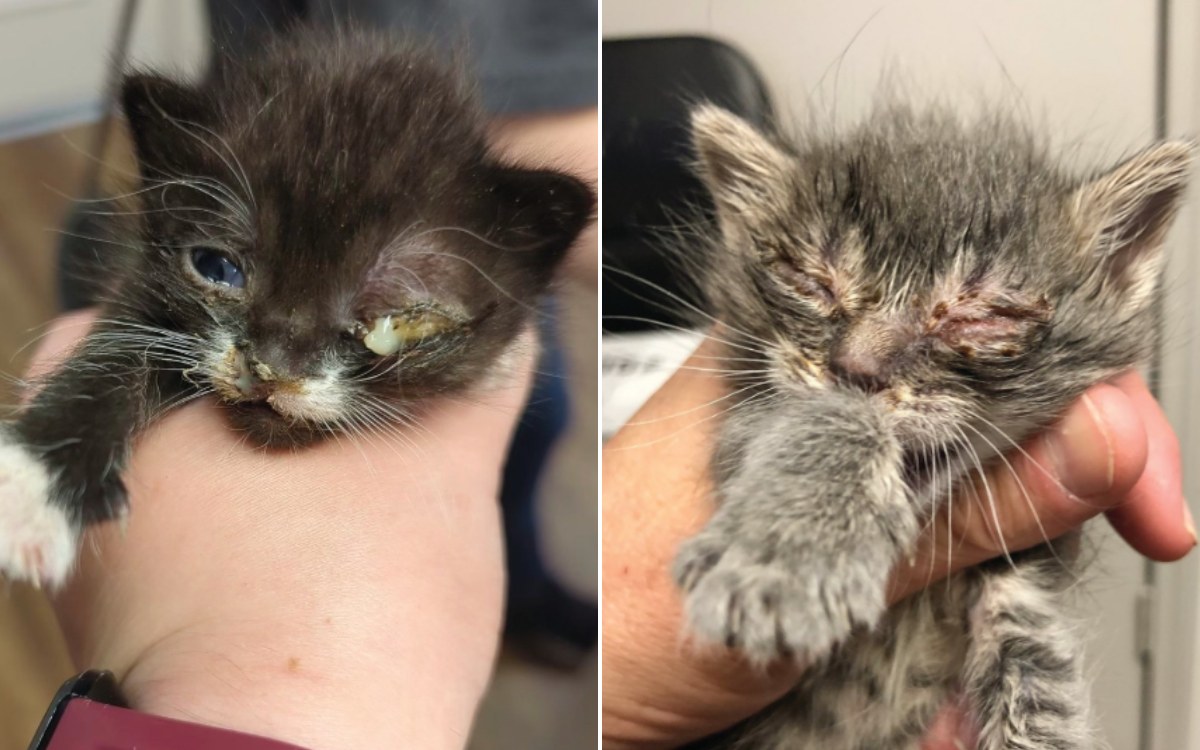 Kitten siblings who both lost an eye after surviving tornado seek new home