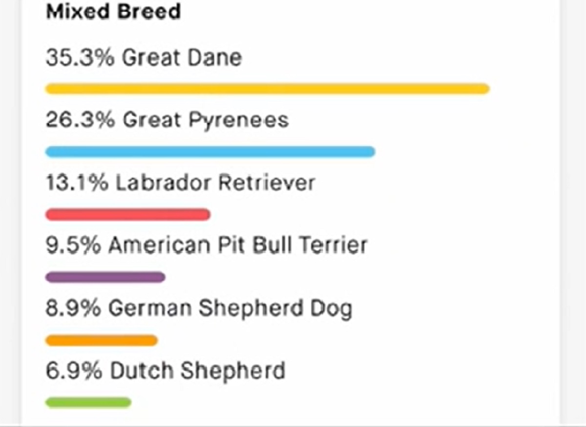 Labrador best sale dna testing