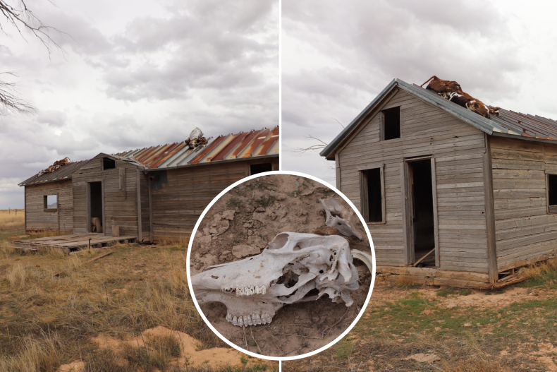 Cattle on roof