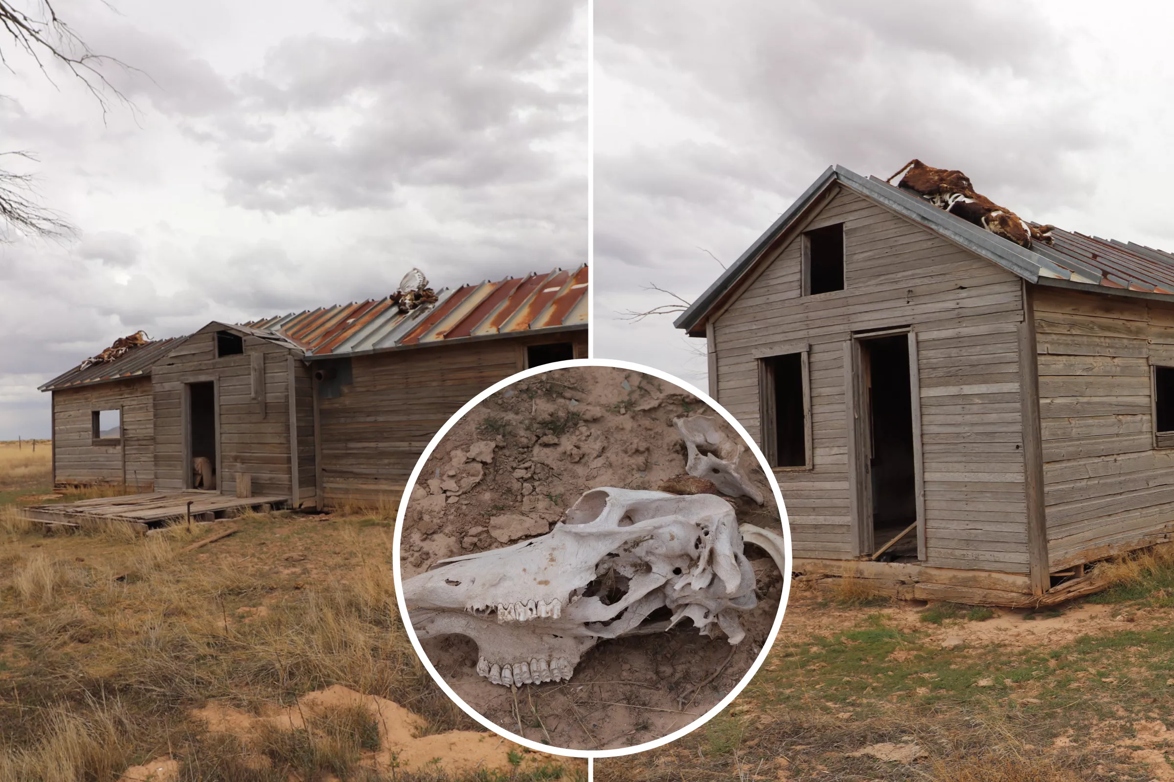 Mystery of 3 Cattle Carcasses Found on Roof of Abandoned Utah Home - Vimarsana News