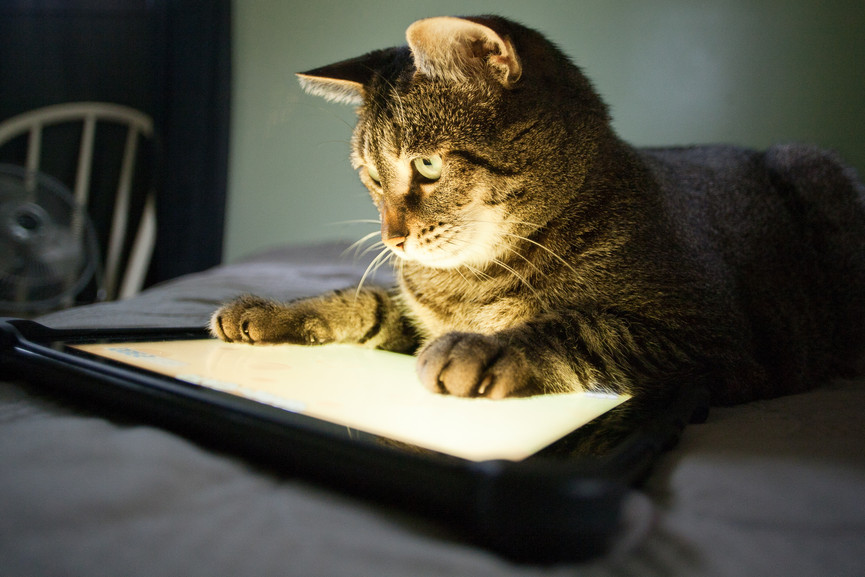 Kitten Eagerly Licking Screen Displaying Grilled Food Delights Internet