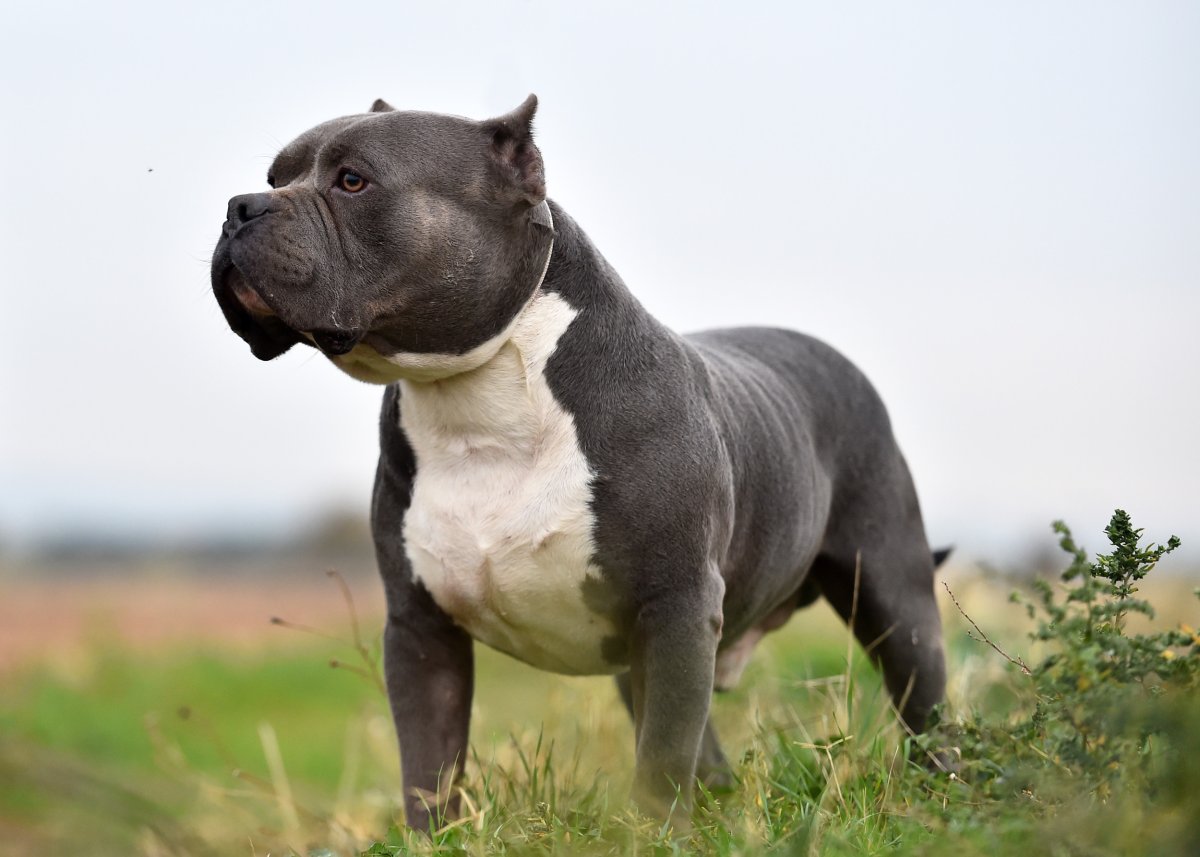Toddler Mauled by 'Out of Control' XL Bully Dog: Police