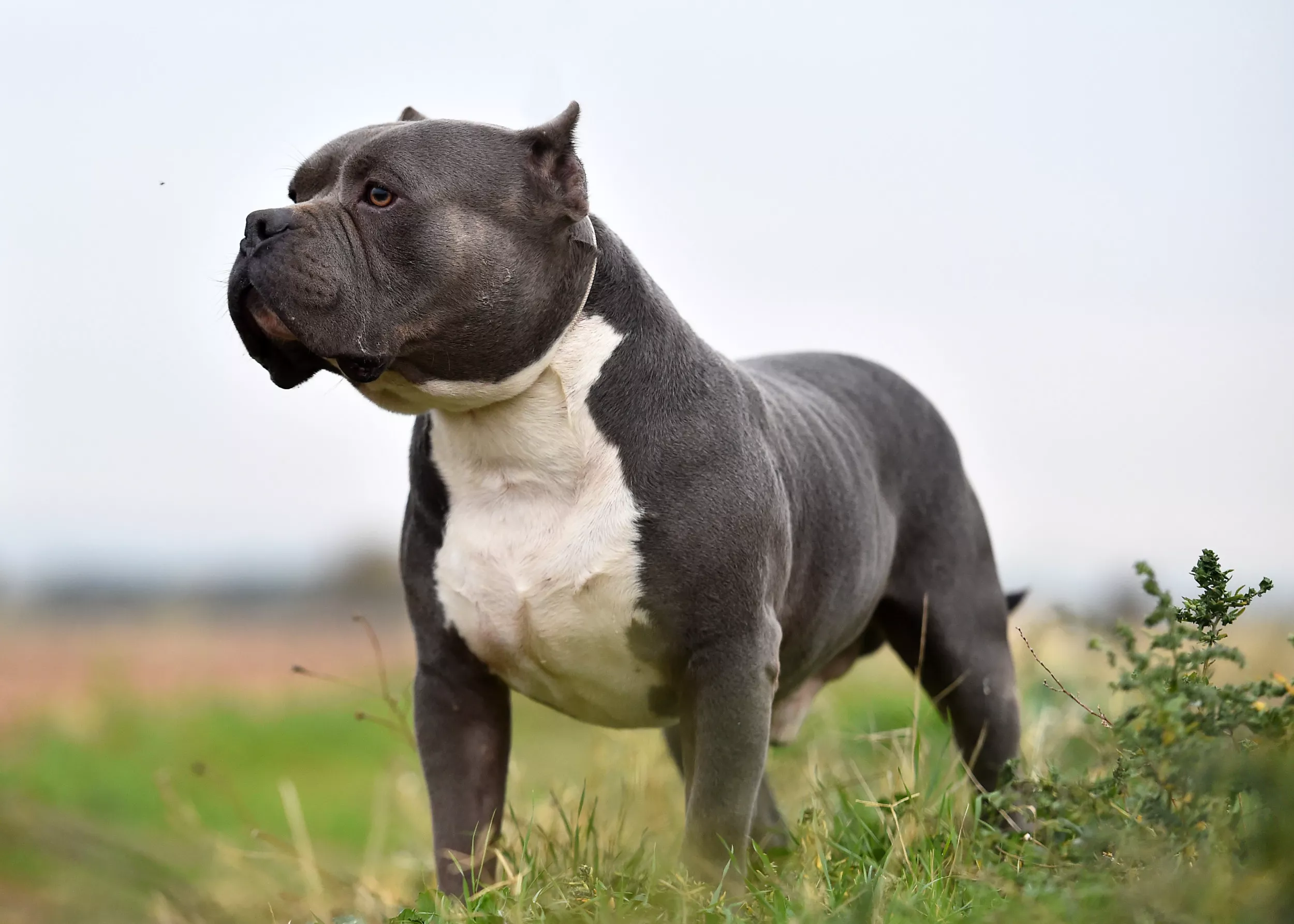 Toddler Mauled by 'Out of Control' XL Bully Dog: Police - Vimarsana News