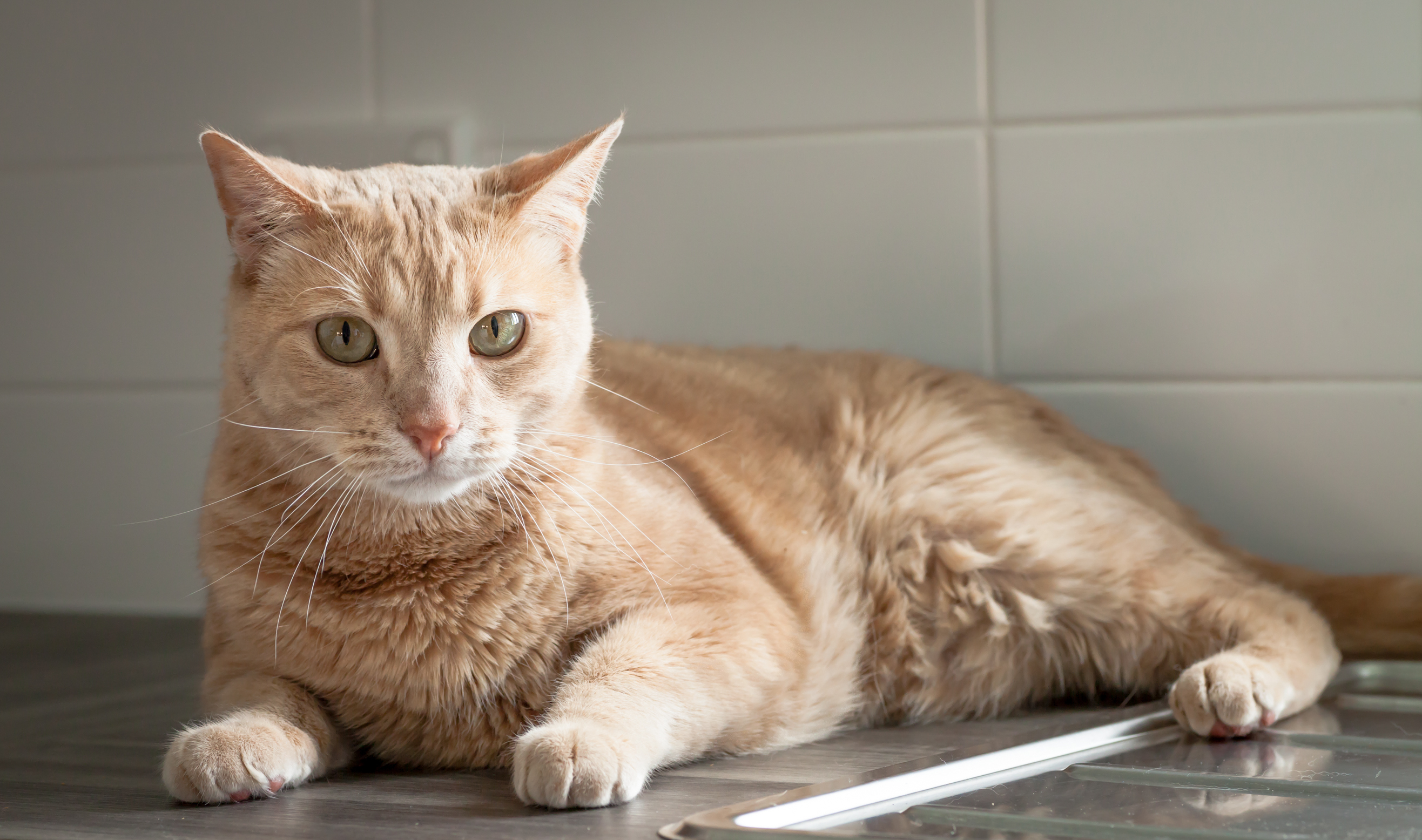 Light orange hot sale tabby cat