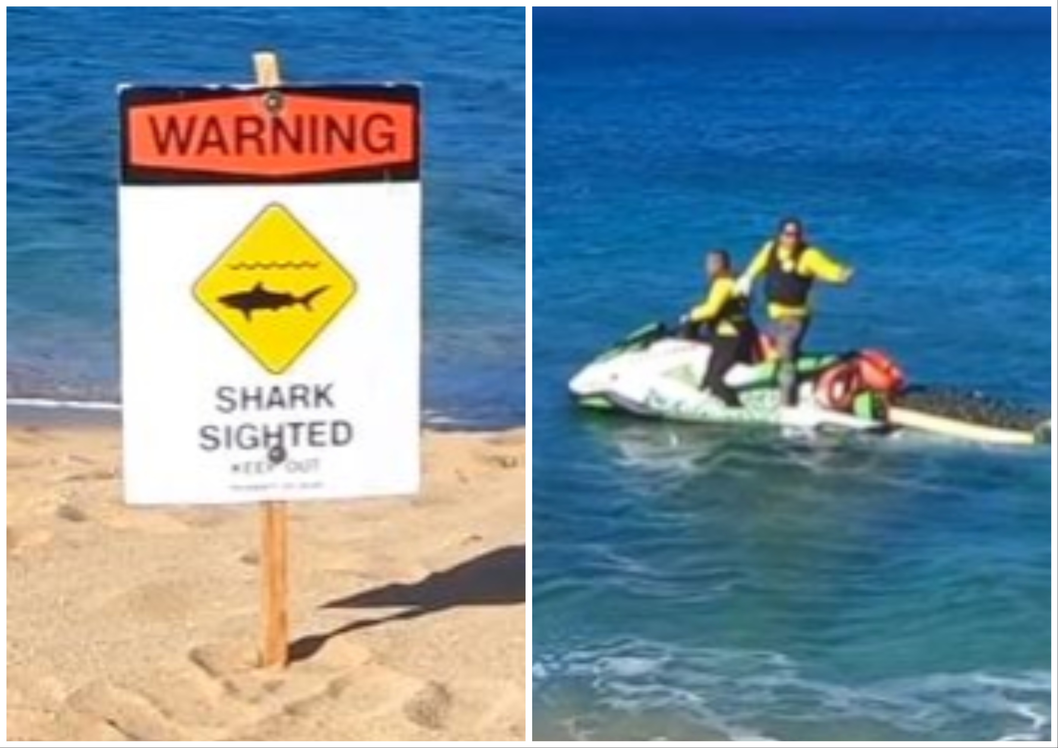 Surfer Lands on Shark After It Bit Her Board, Launches Her Into Air