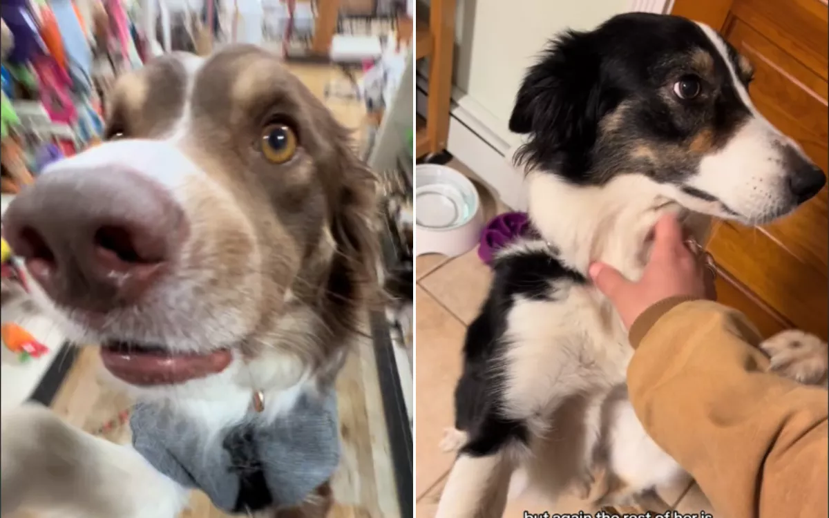 What It Means When Your Dog Jumps Up on You, According To a Pet Trainer - Vimarsana News