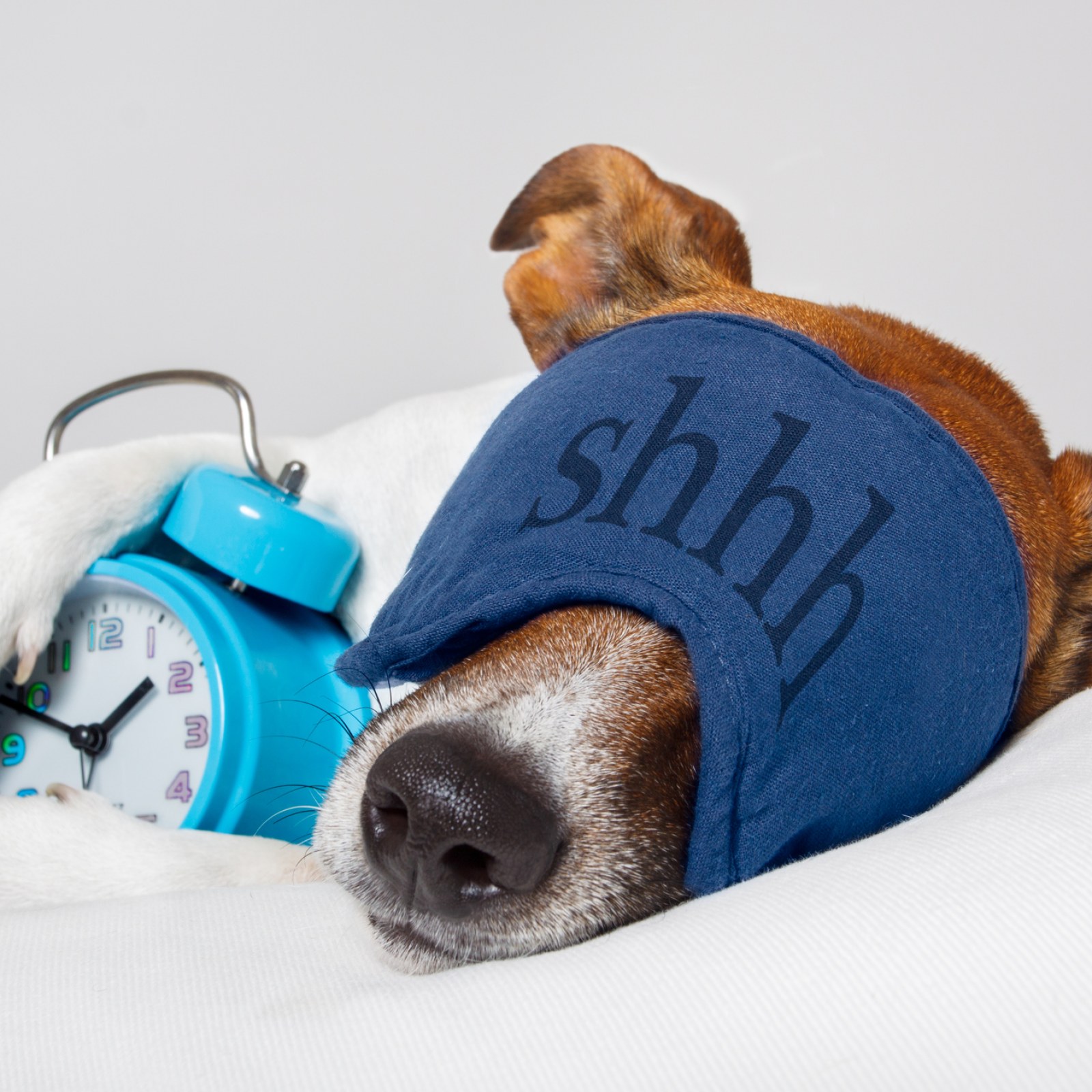 Why Do Dogs Sleep So Much? How Many Hours of Sleep Dogs Need Per Day