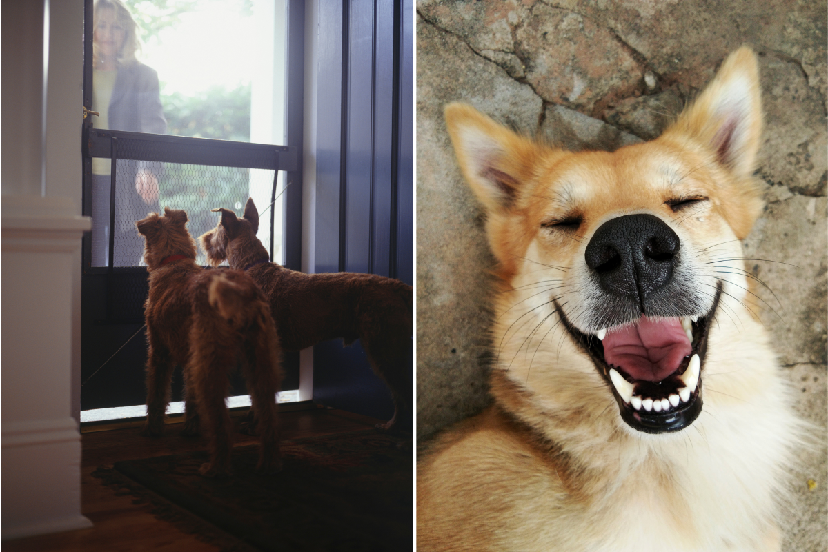 Dog missed you