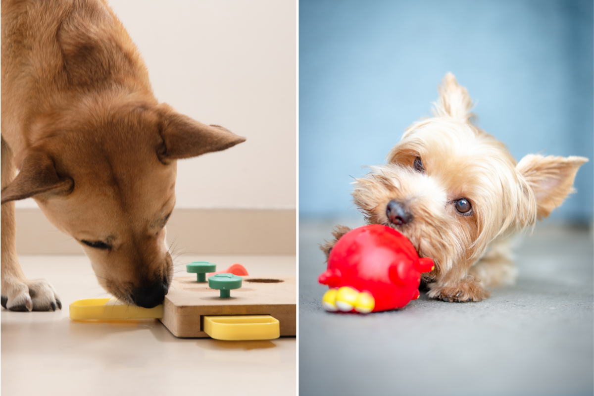 Dog