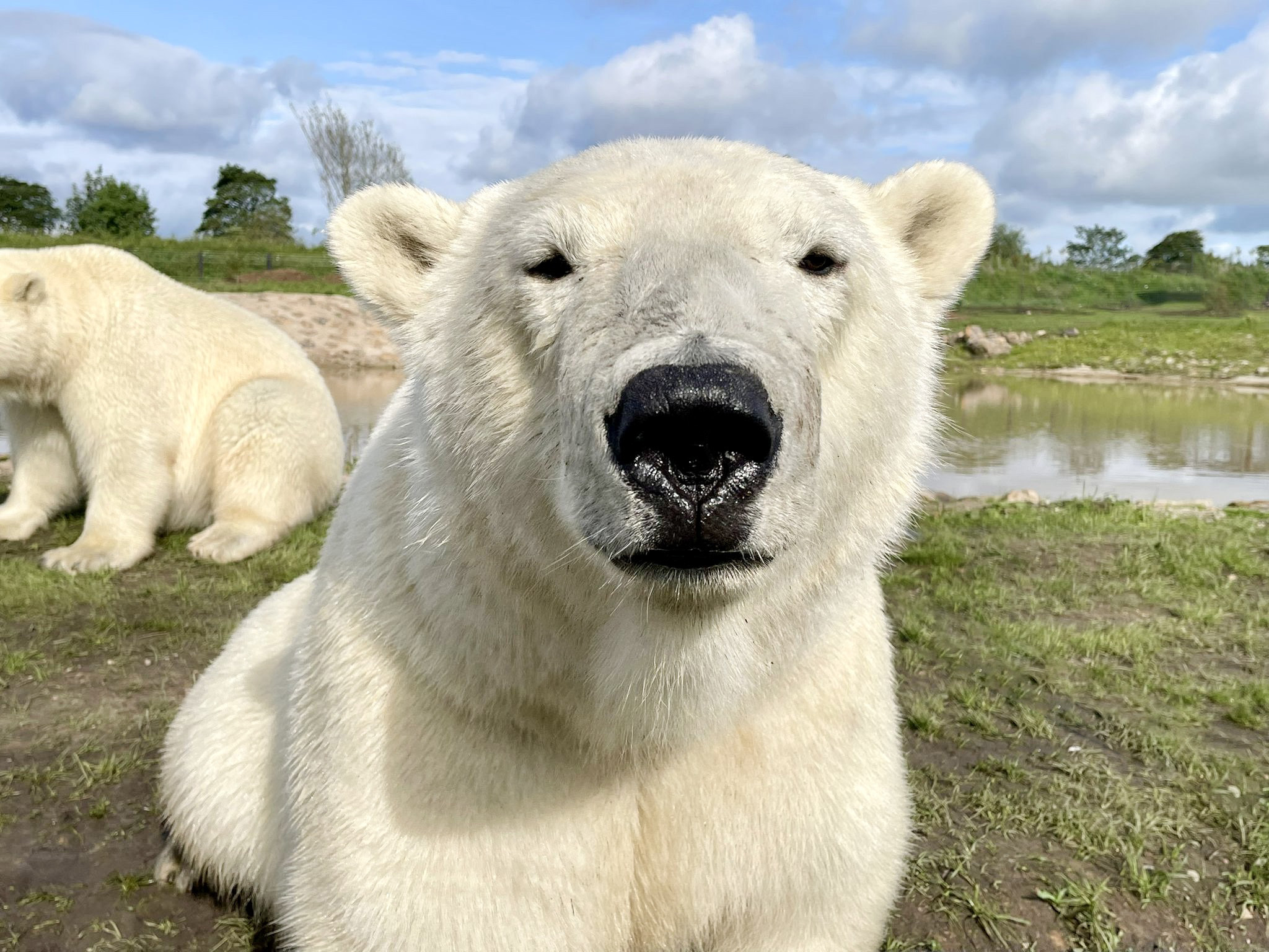 Man Builds Water Raft for Polar Bear Family and Their Reaction Is Priceless