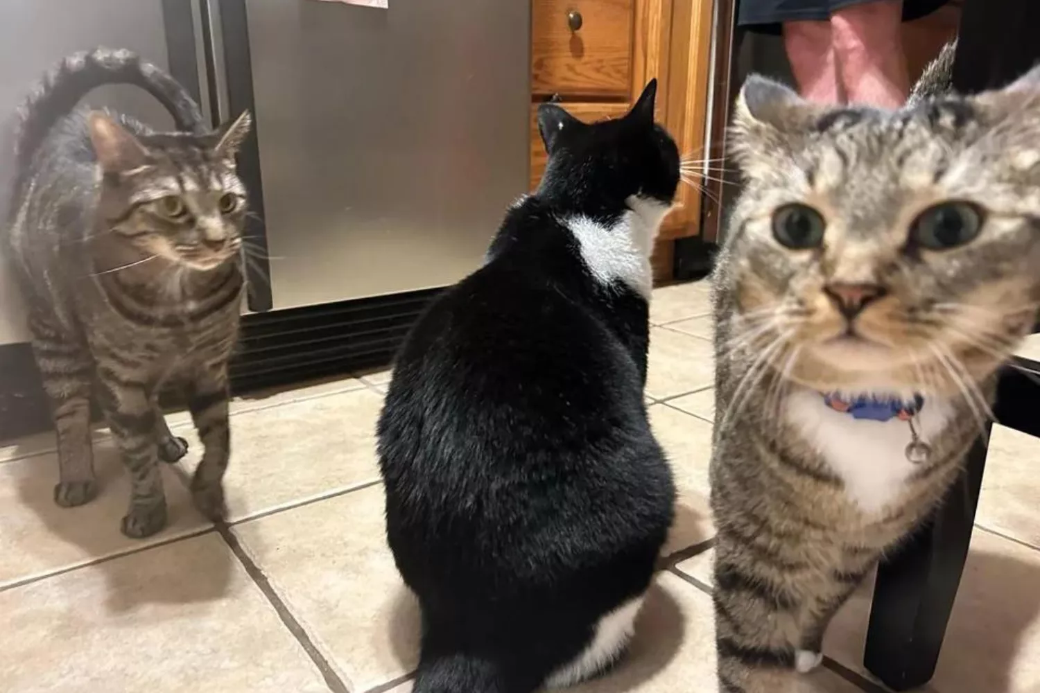 Optical Illusion of Cat 'Cut in Half' Baffles Internet - Vimarsana News