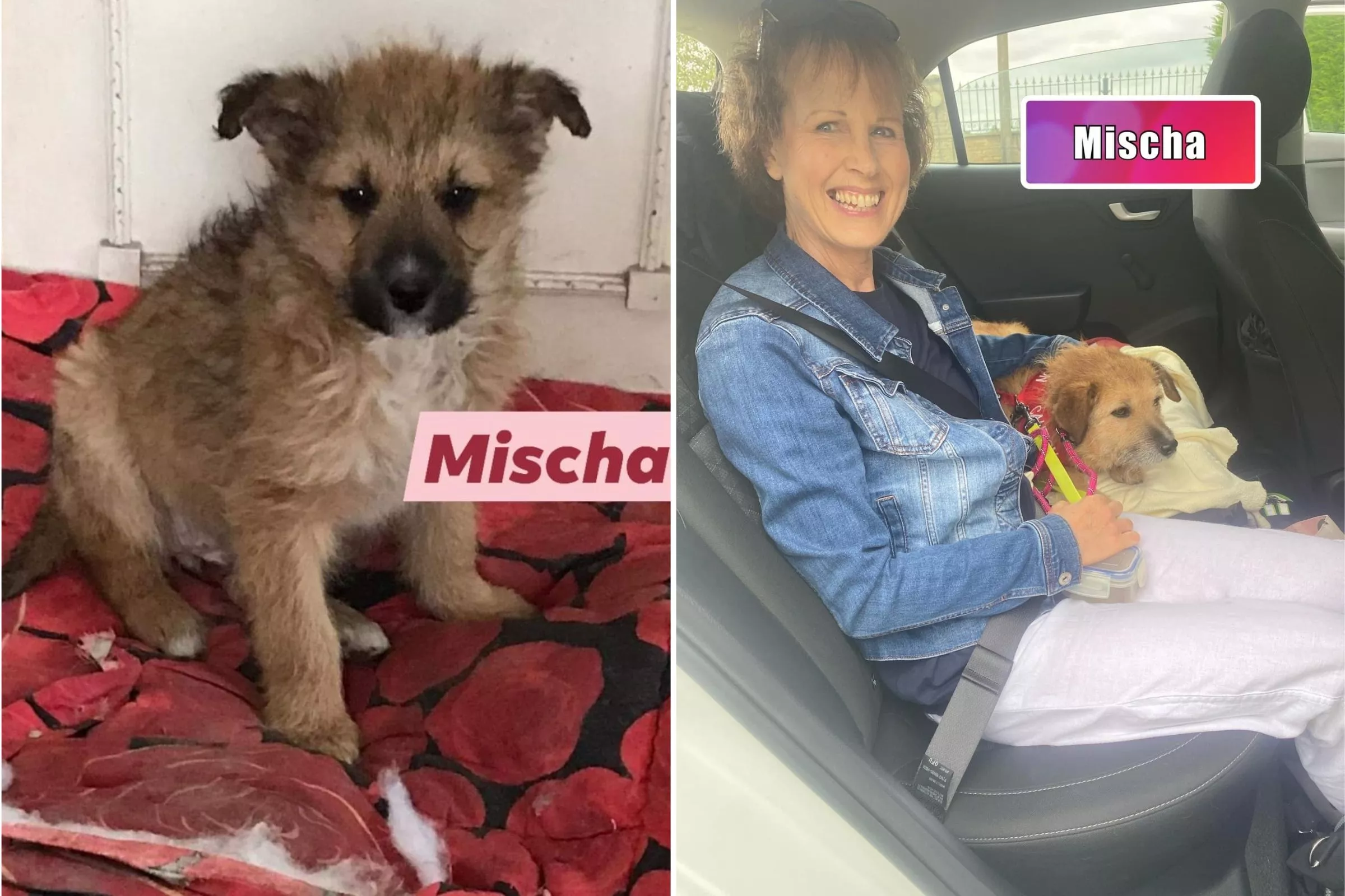 Dog 'Terrified of Humans' Finds Love in Foster Home After Years in Kennel - Vimarsana News