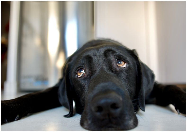 Stock image of a sad looking Labrador