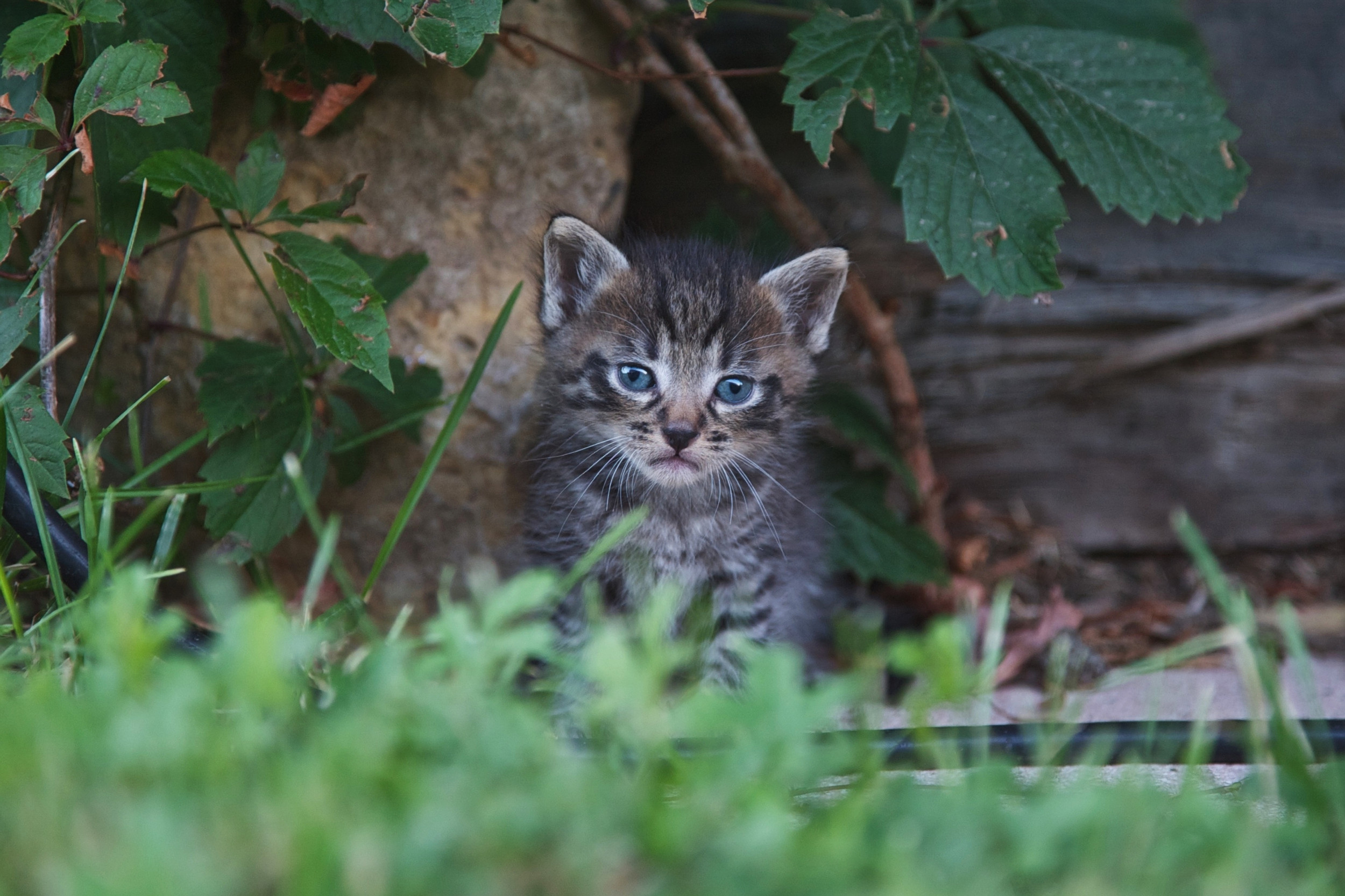 Tears as 8-week-old kitten all alone 