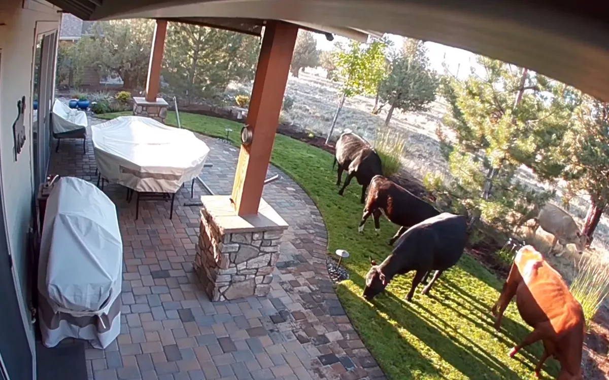 Herd of Cows Invade Homeowner's Yard in Hilarious Security Camera Footage - Vimarsana News