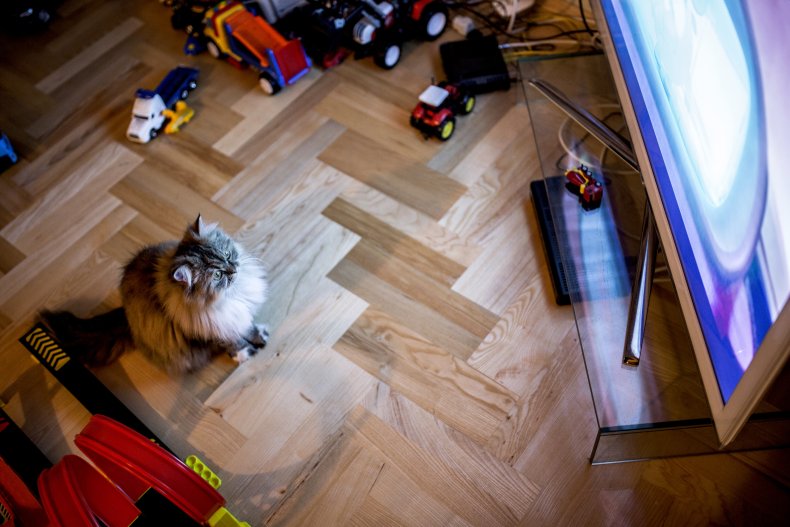 cat watching tv goes viral