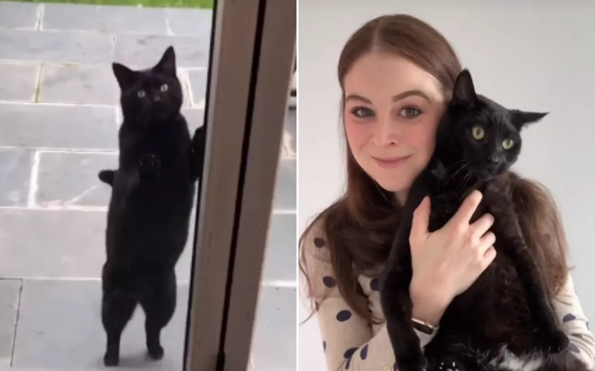 Woman Dealing With Miscarriages Explains How Mysterious Cat Eased Her Pain - Vimarsana News