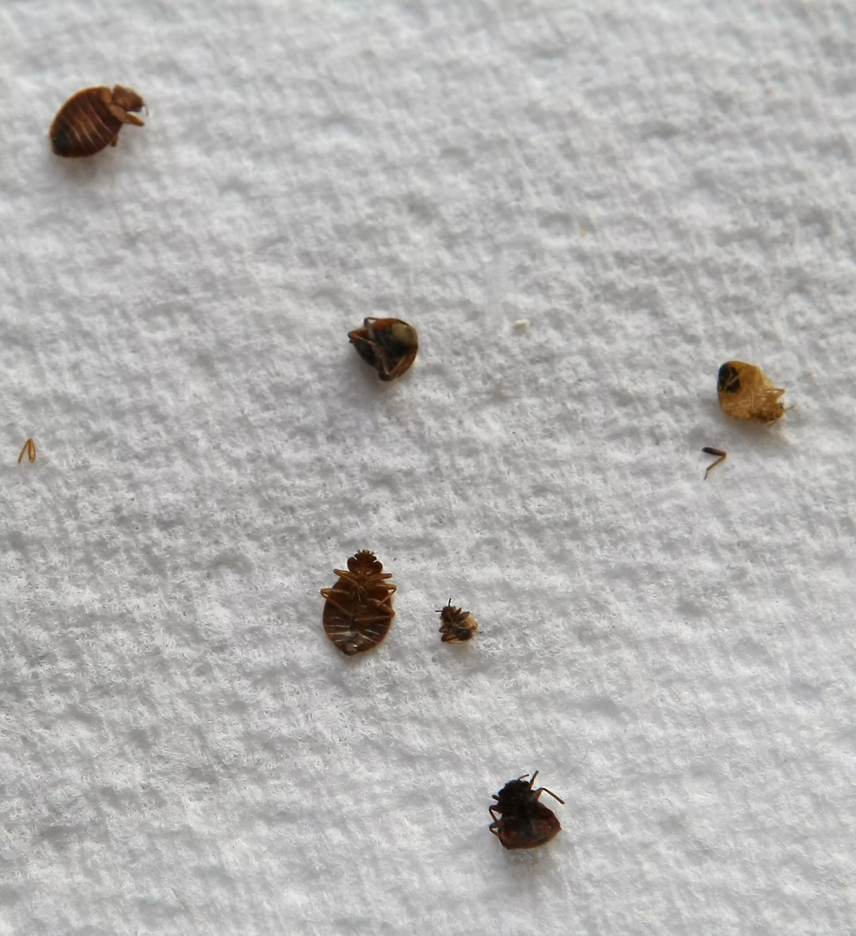 Bedbugs and Balenciaga: Could Paris's Bedbug Infestation Spread to the U.S? - Vimarsana News