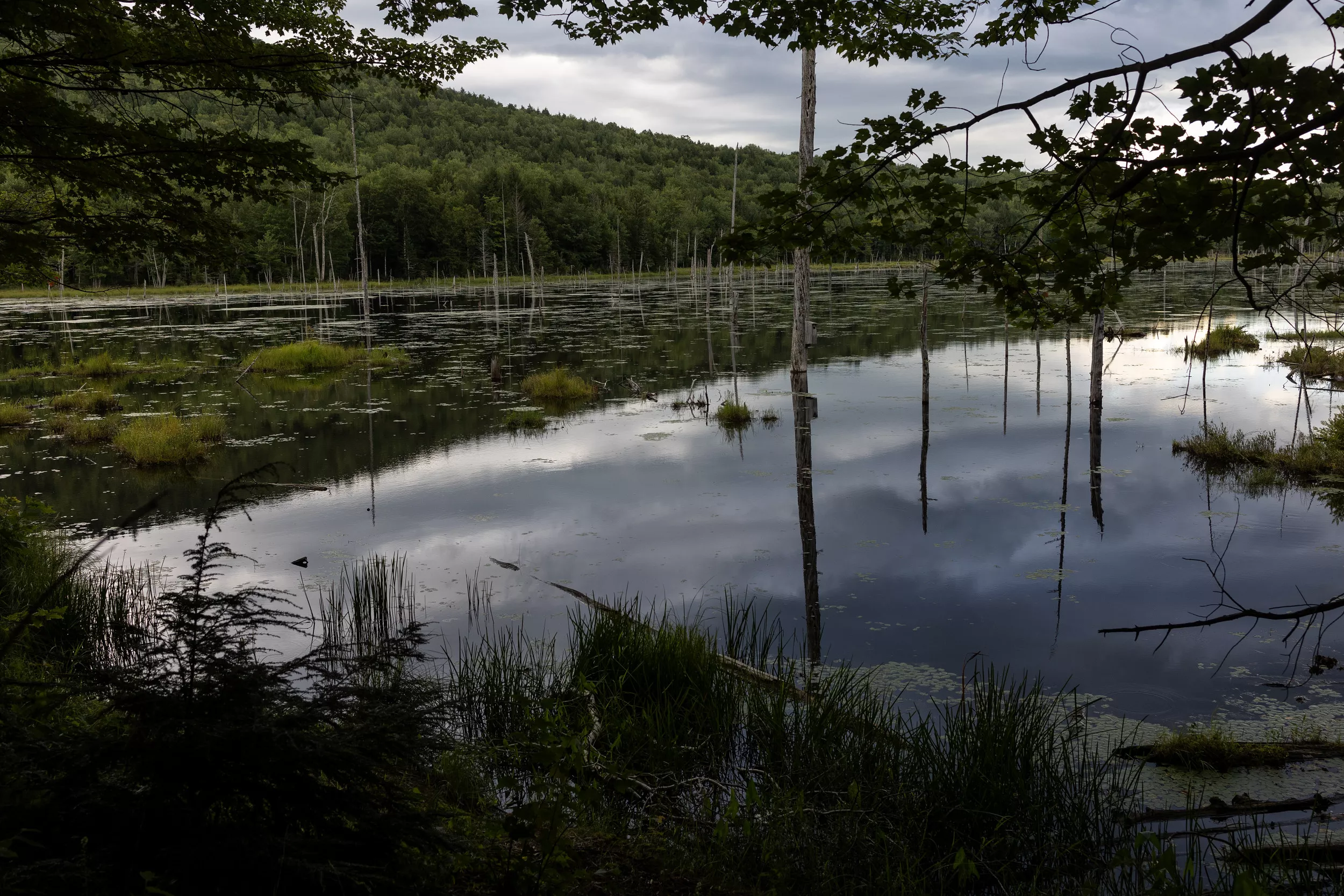 America's Biodiversity Needs Smart Laws and Private-Sector Collaboration - Vimarsana News