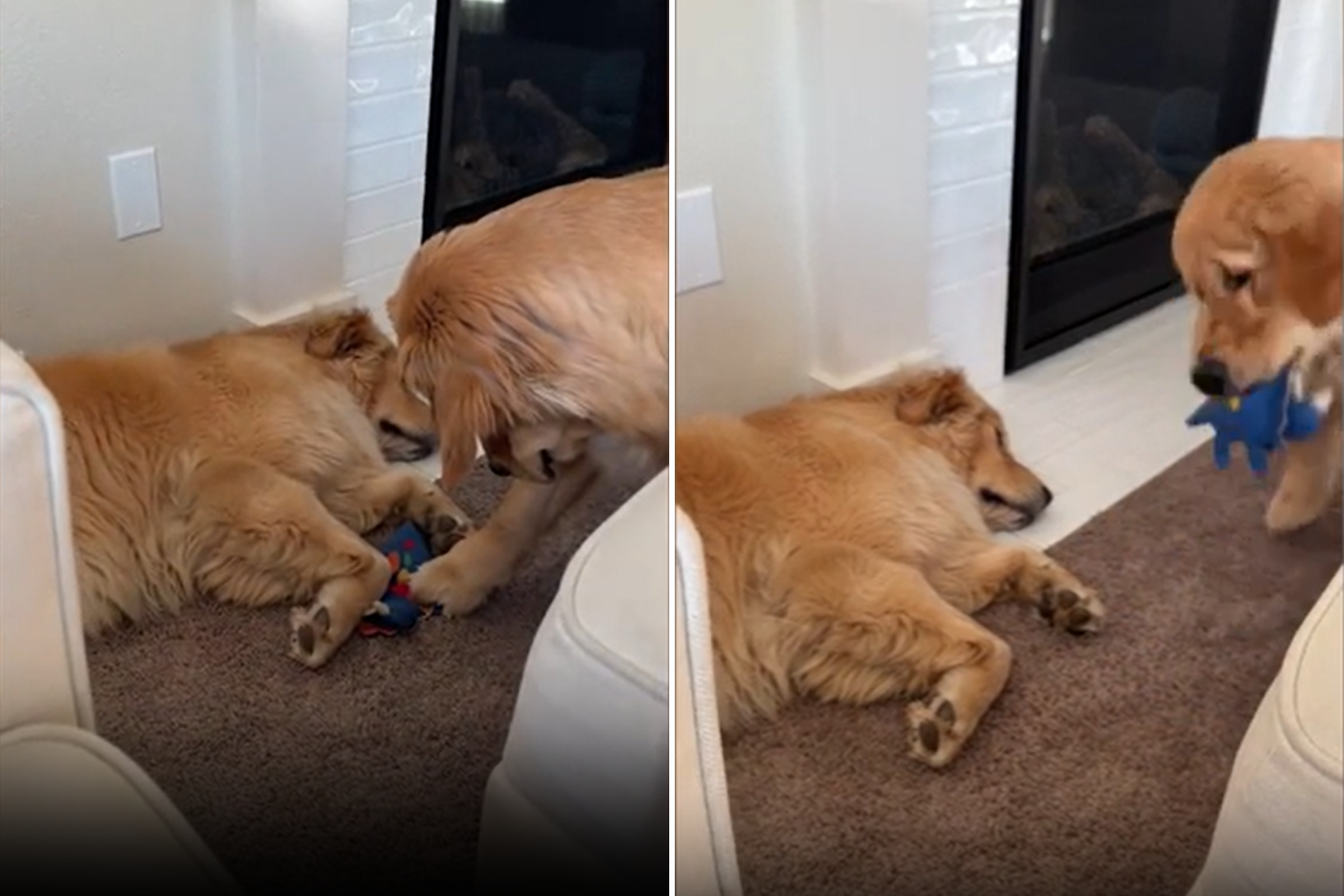 https://d.newsweek.com/en/full/2290550/golden-retriever-stealing-toy.png