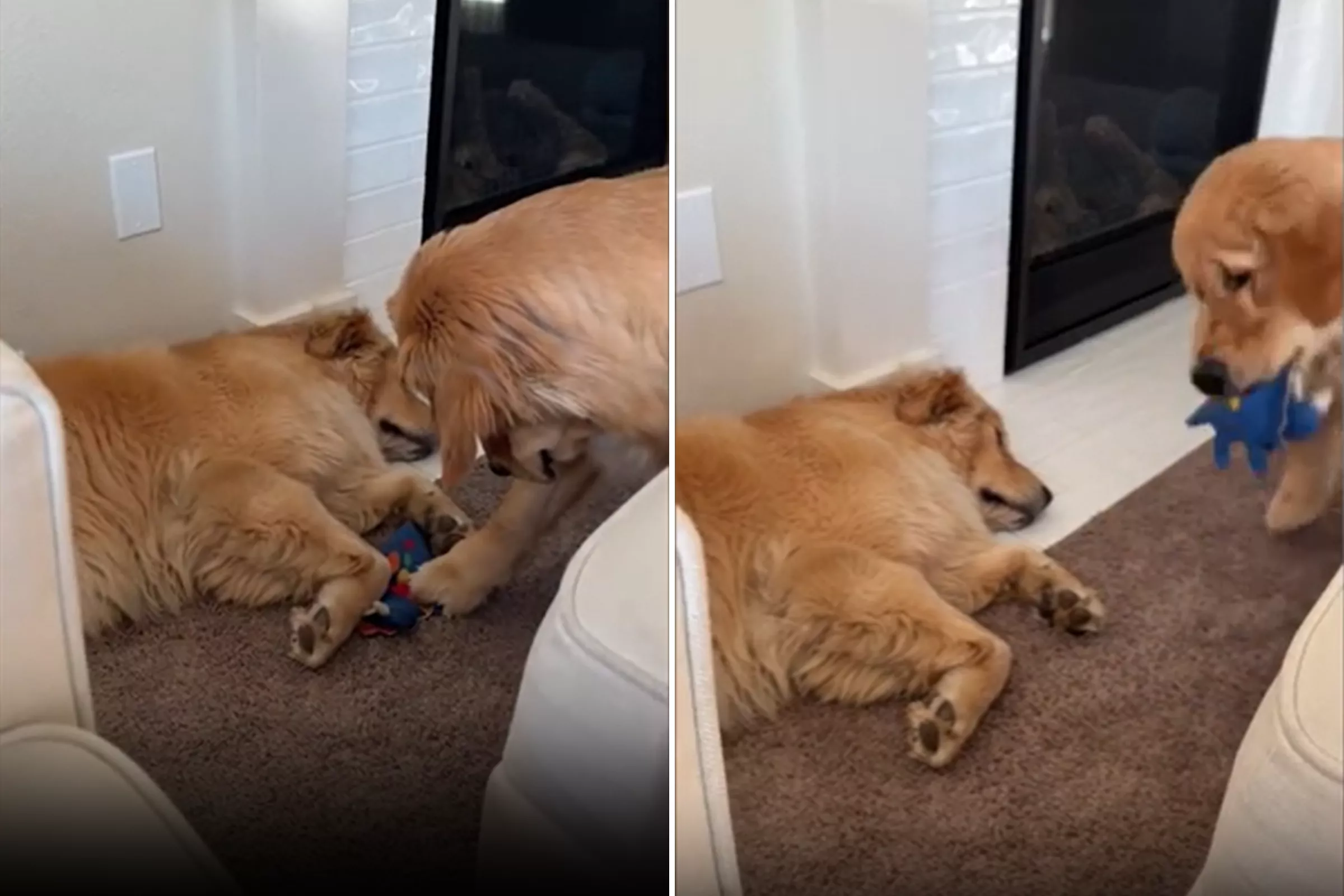 'Sneaky' Golden Caught on Her Daily Mission to Steal Brother's Toy - Vimarsana News