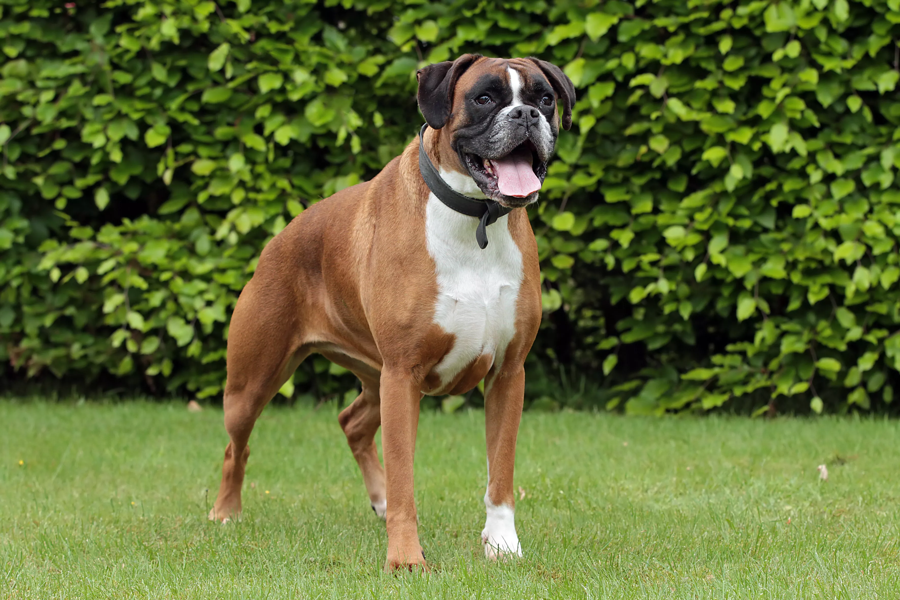 Boxer Dog Learning How to 'Whisper Bark' Has Internet Howling With Laughter - Vimarsana News