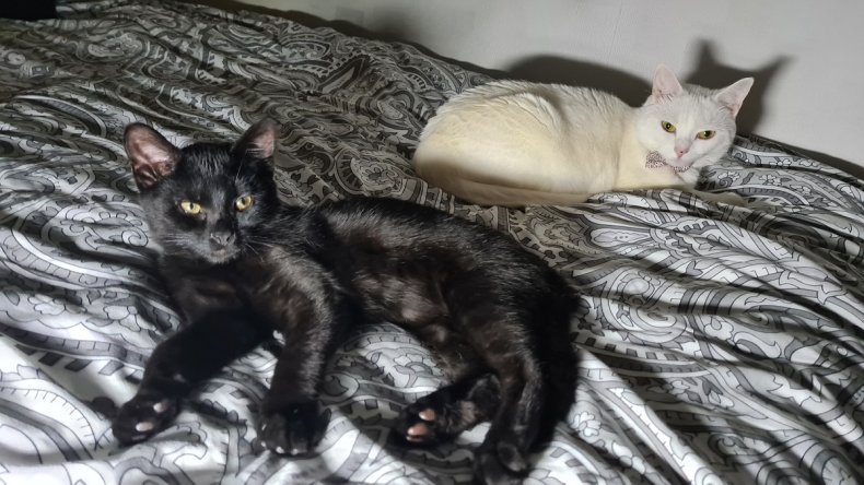 Cats on bed