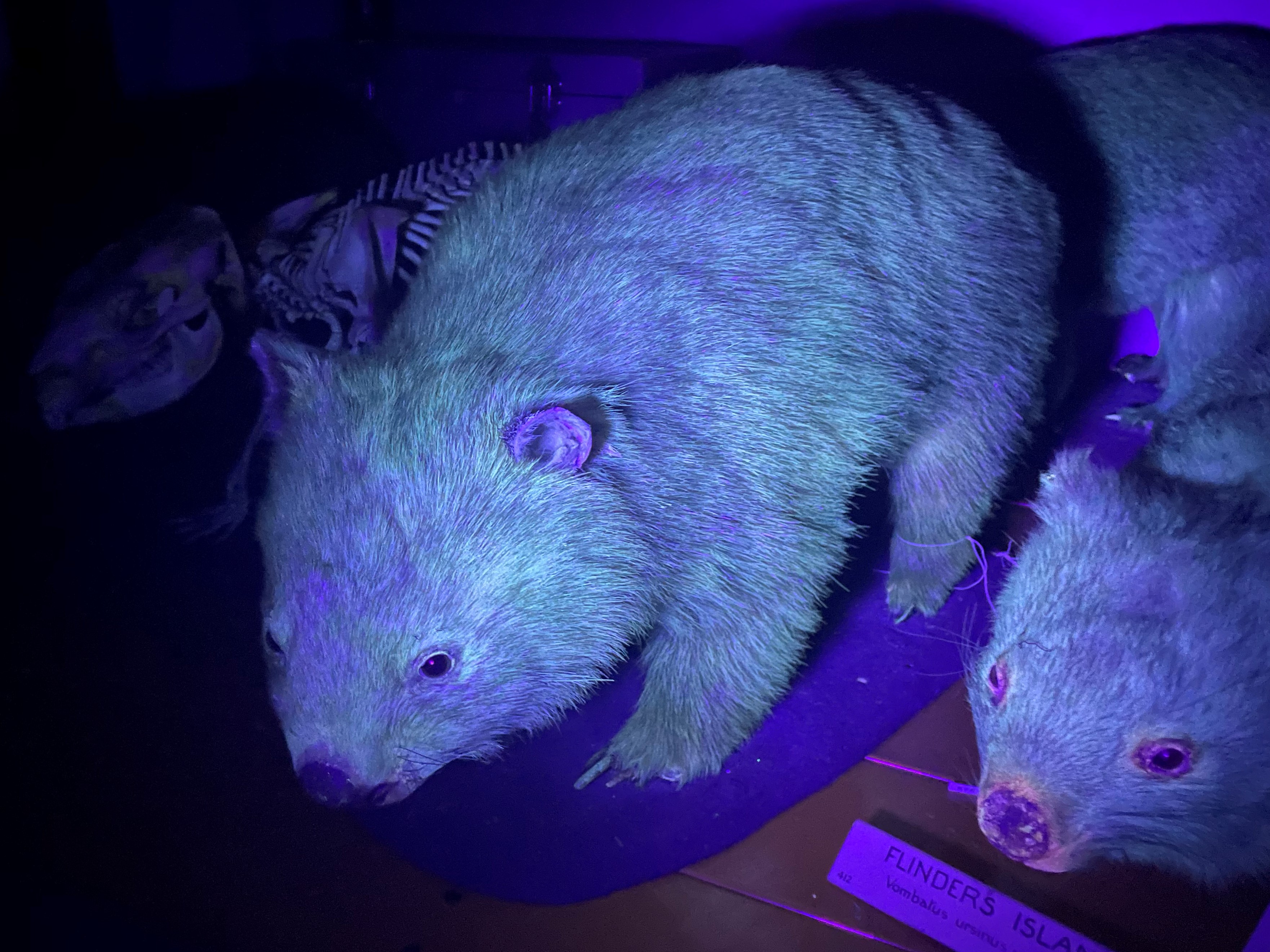 More that 125 mammal species glow under UV light