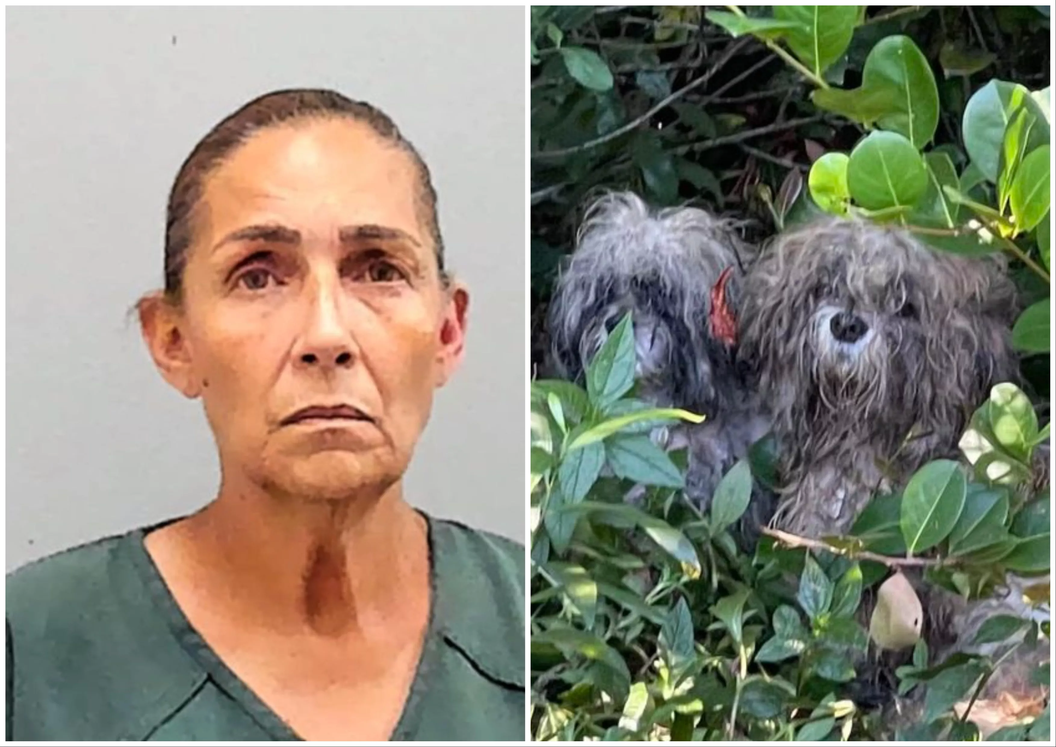 Woman Dumped 9 Dogs and Puppies in 'Sweltering Heat' Without Water: Police - Vimarsana News