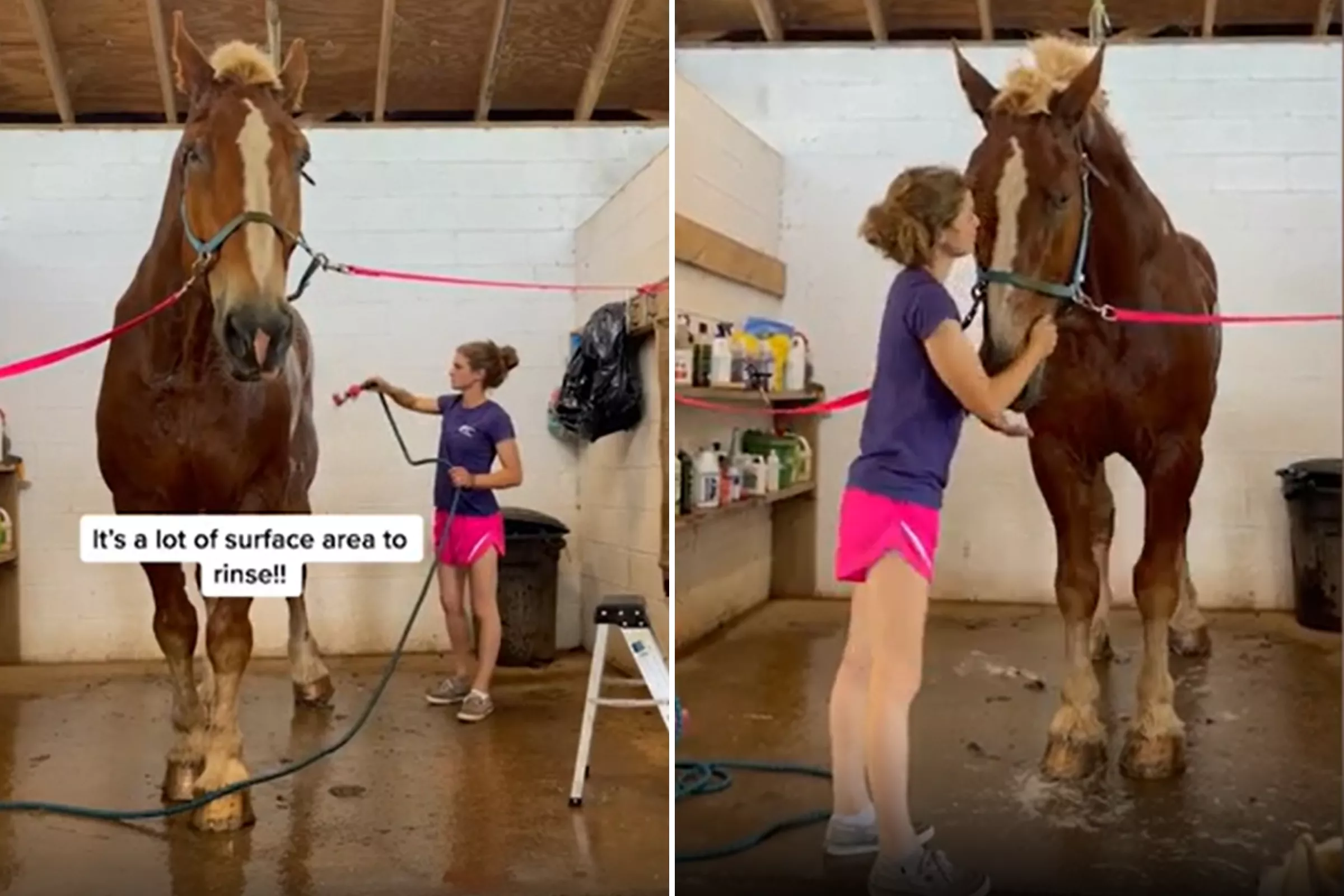 Owner Shows What It's Like To Wash 'One of the Biggest Horses in the World' - Vimarsana News