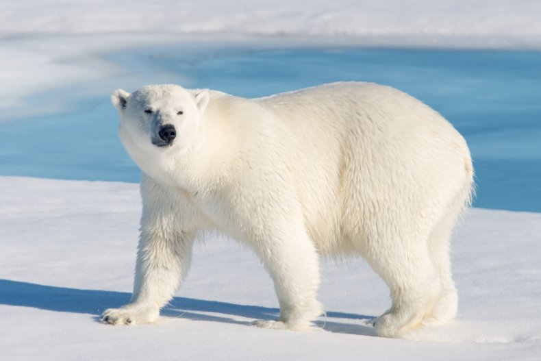 POlar bear