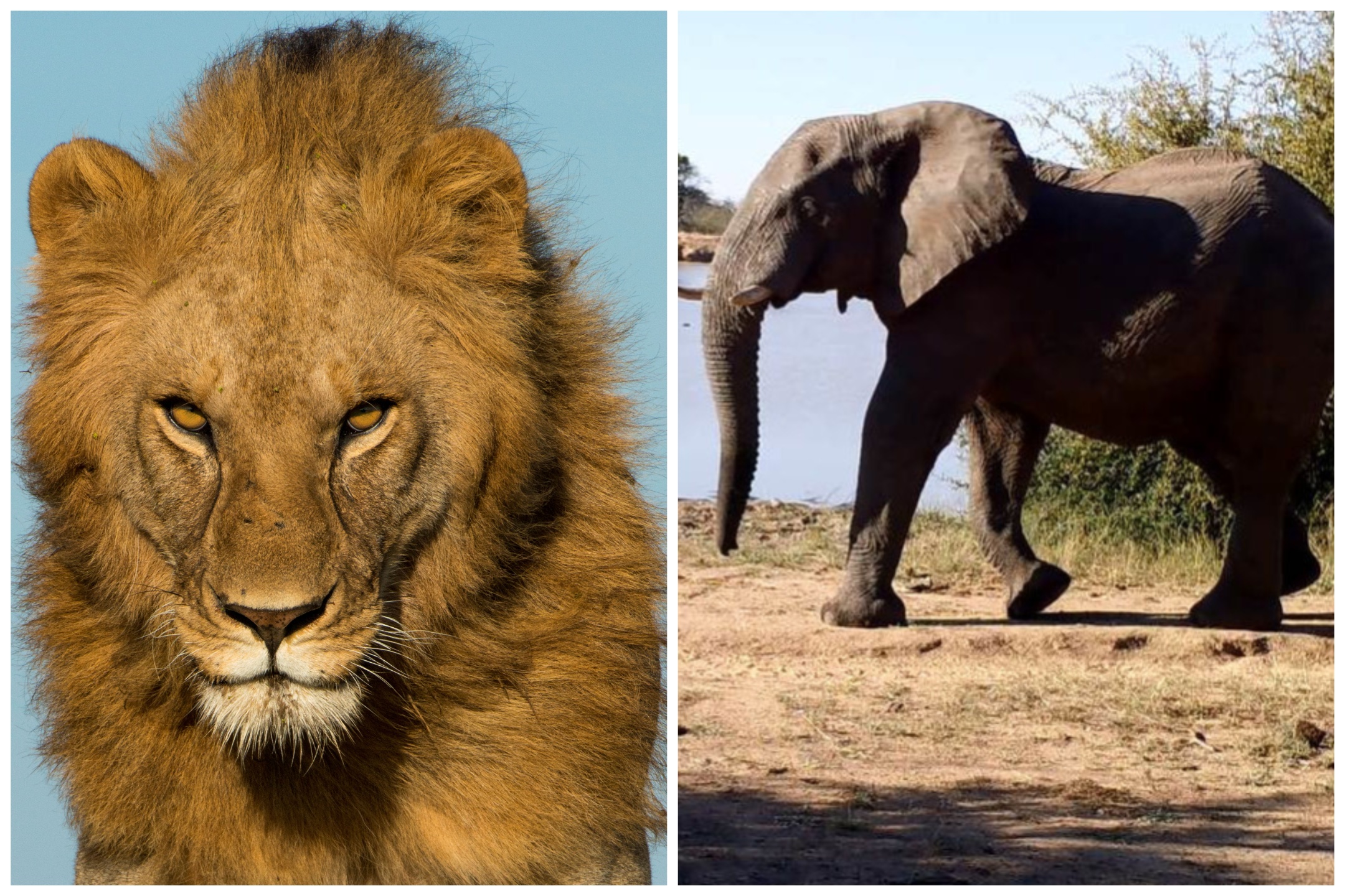 Elephants and Rhinos Are Far Extra Afraid of People Than Lions, Research Finds