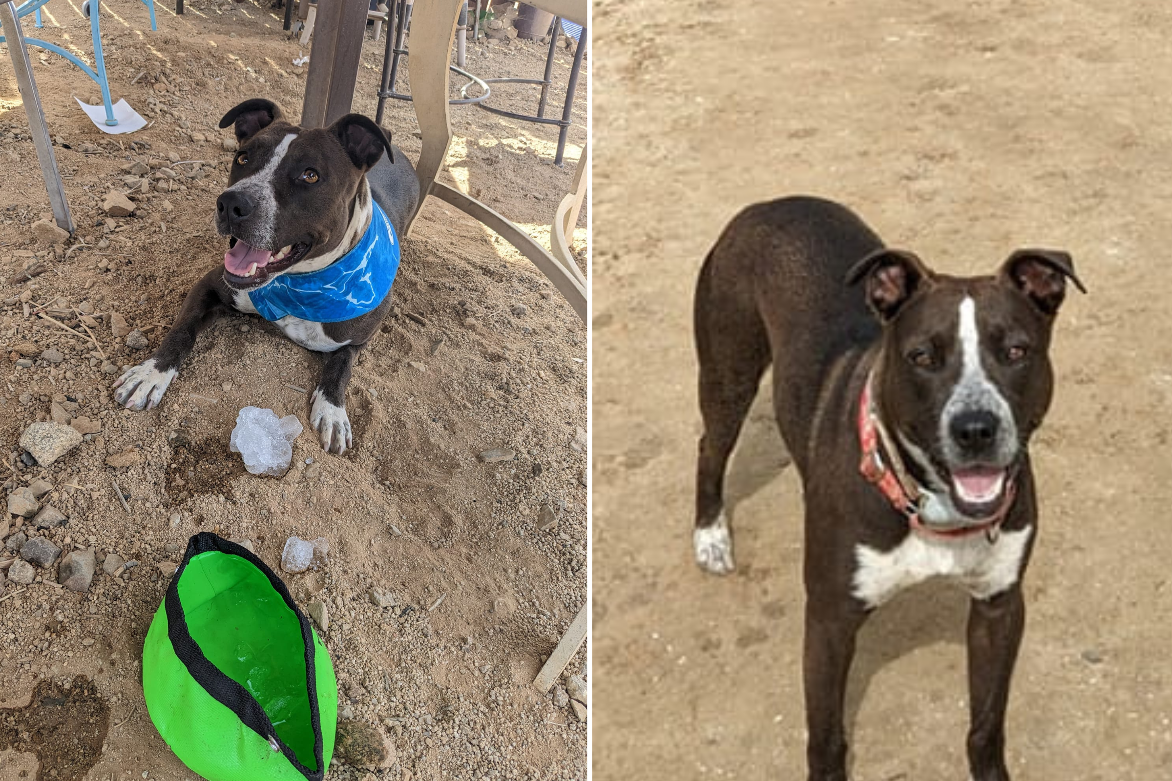 Dog Patiently Plays with Rescue Puppy She Realizes Is Blind in Sweet Video  (Exclusive)