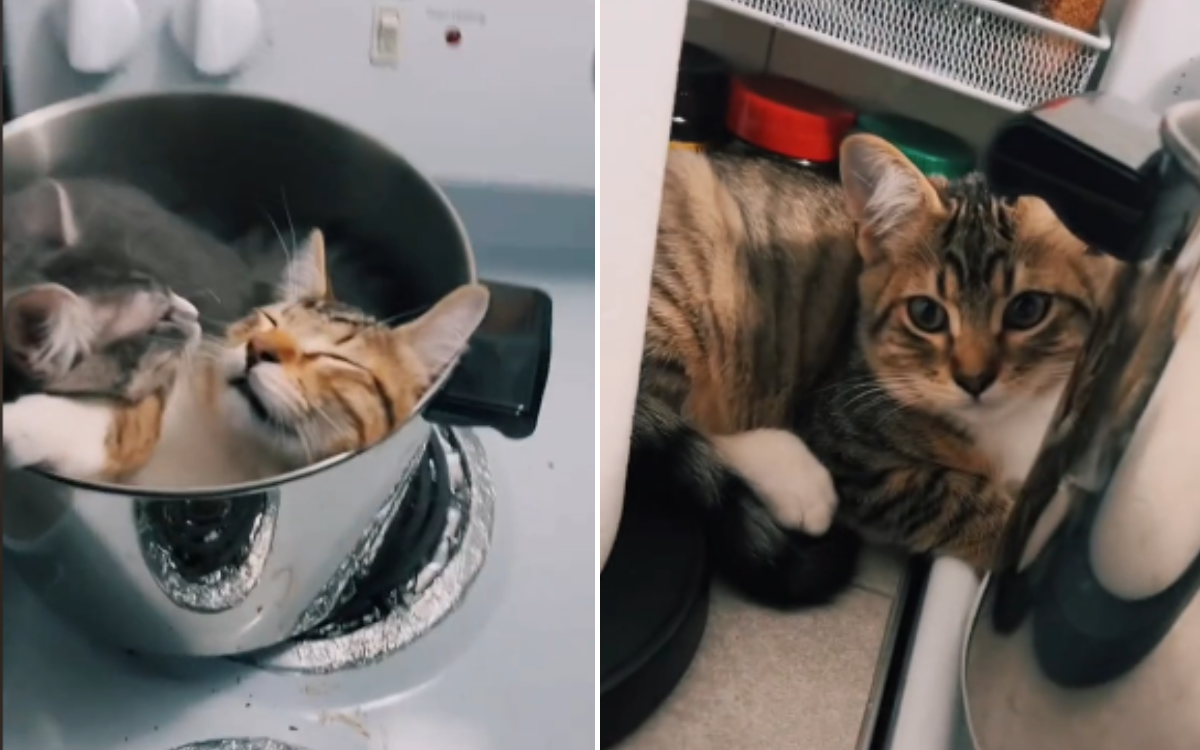 Watch how rescue kittens hijack owner's dinner plans in cutest way possible