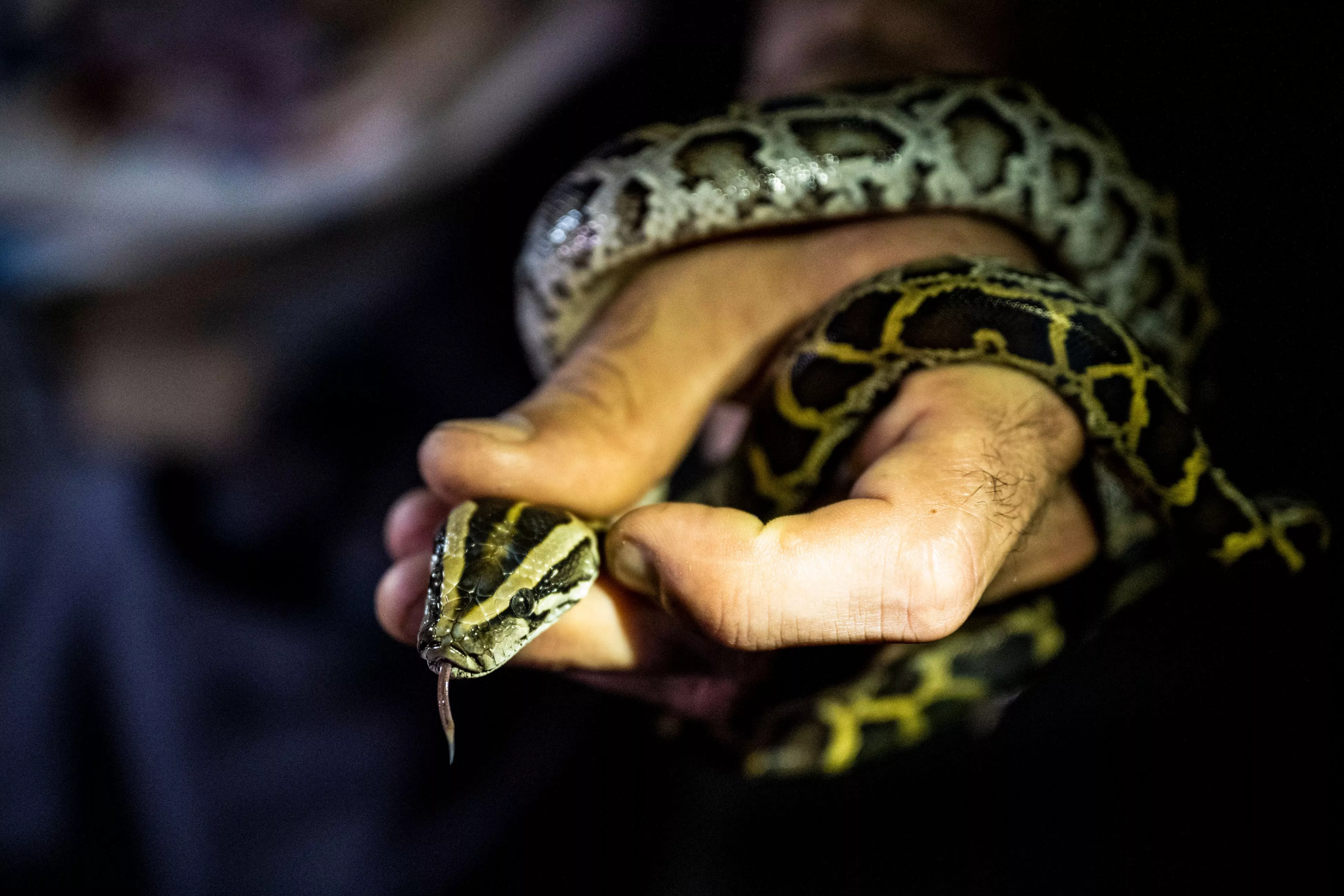 Large Python in Wisconsin Pond Shocks Fisherman: 'This Is Crazy' - Vimarsana News