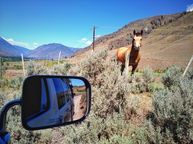 Horse